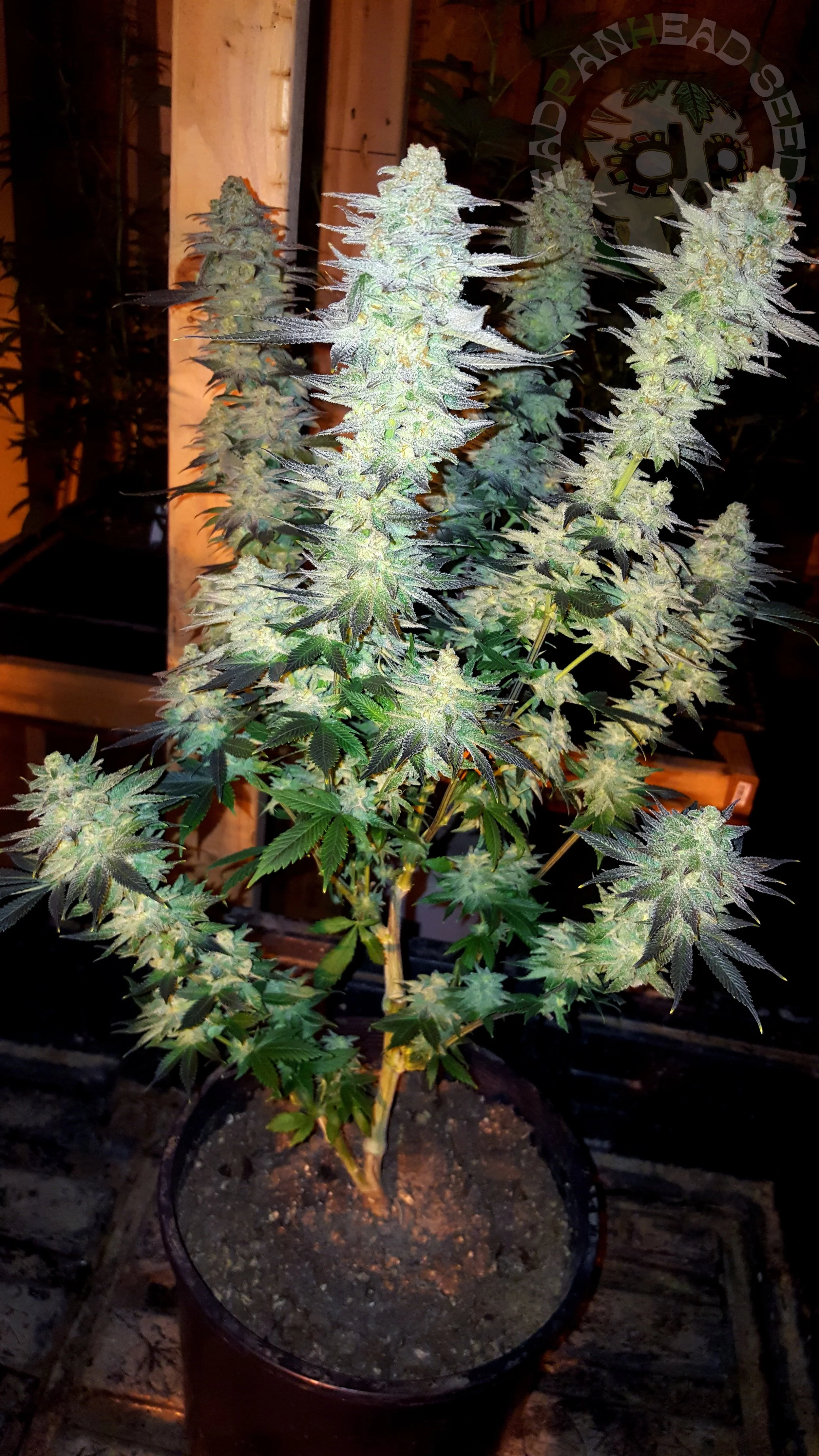 samsung SM-G920T1 5312x2988_004151.jpg