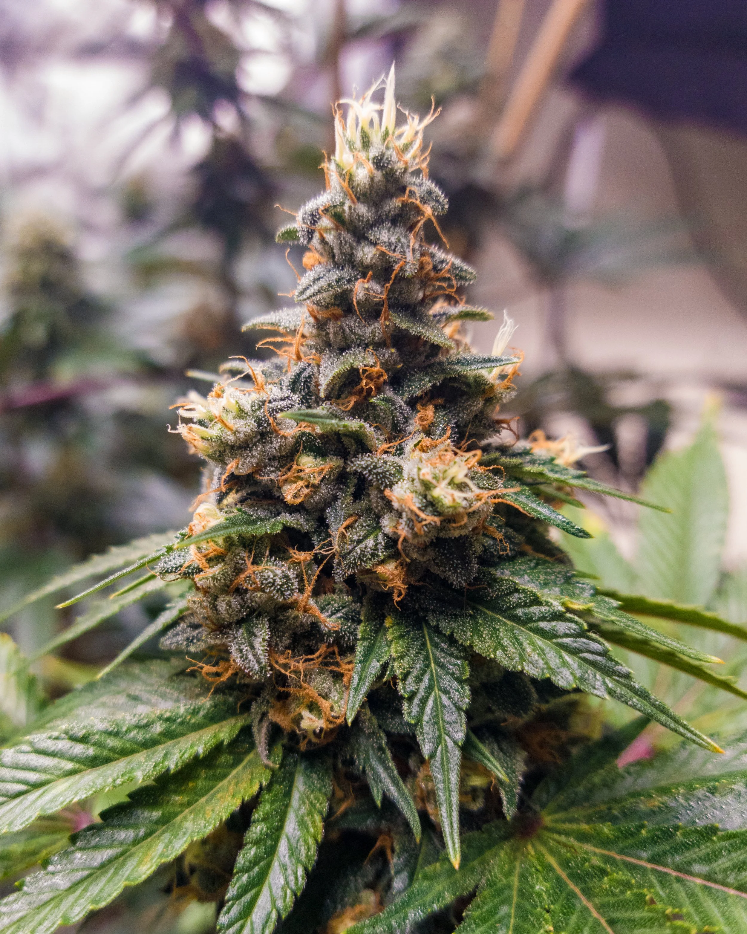 Chem D is a legendary clone, this is a finished bud. She has been around for 20 years.