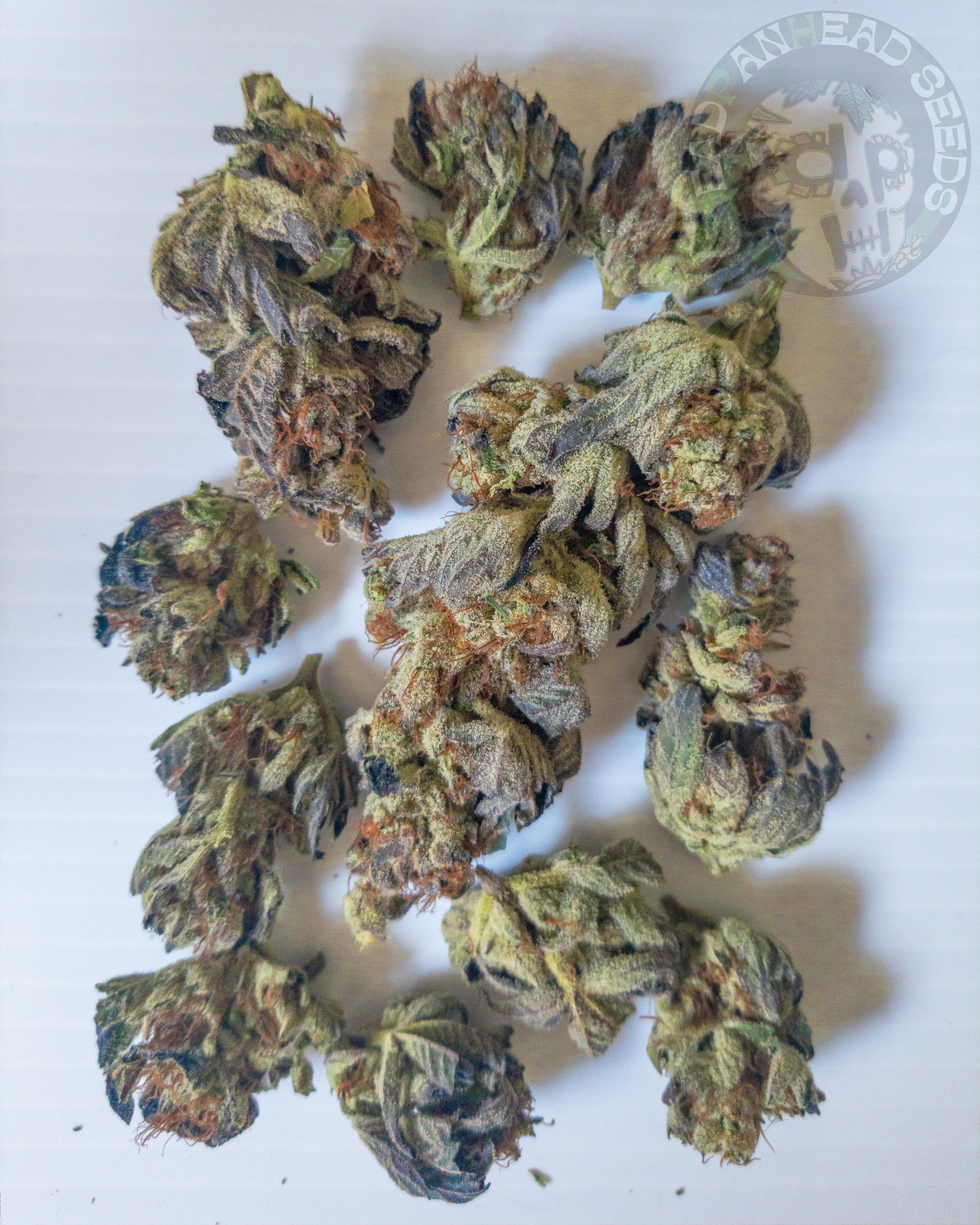 Close-up of dried cannabis buds on a white surface.