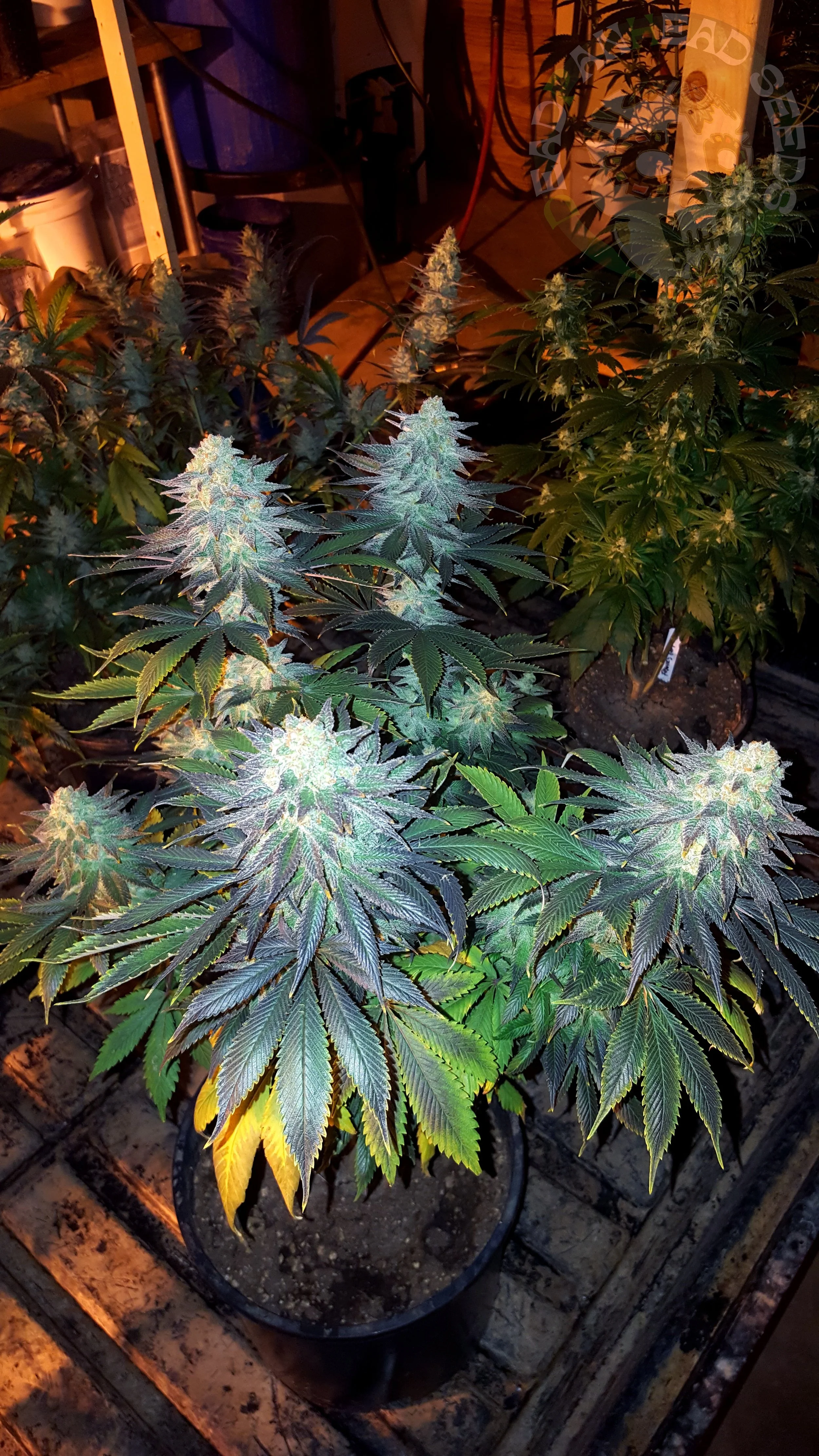 samsung SM-G920T1 5312x2988_000034.jpg