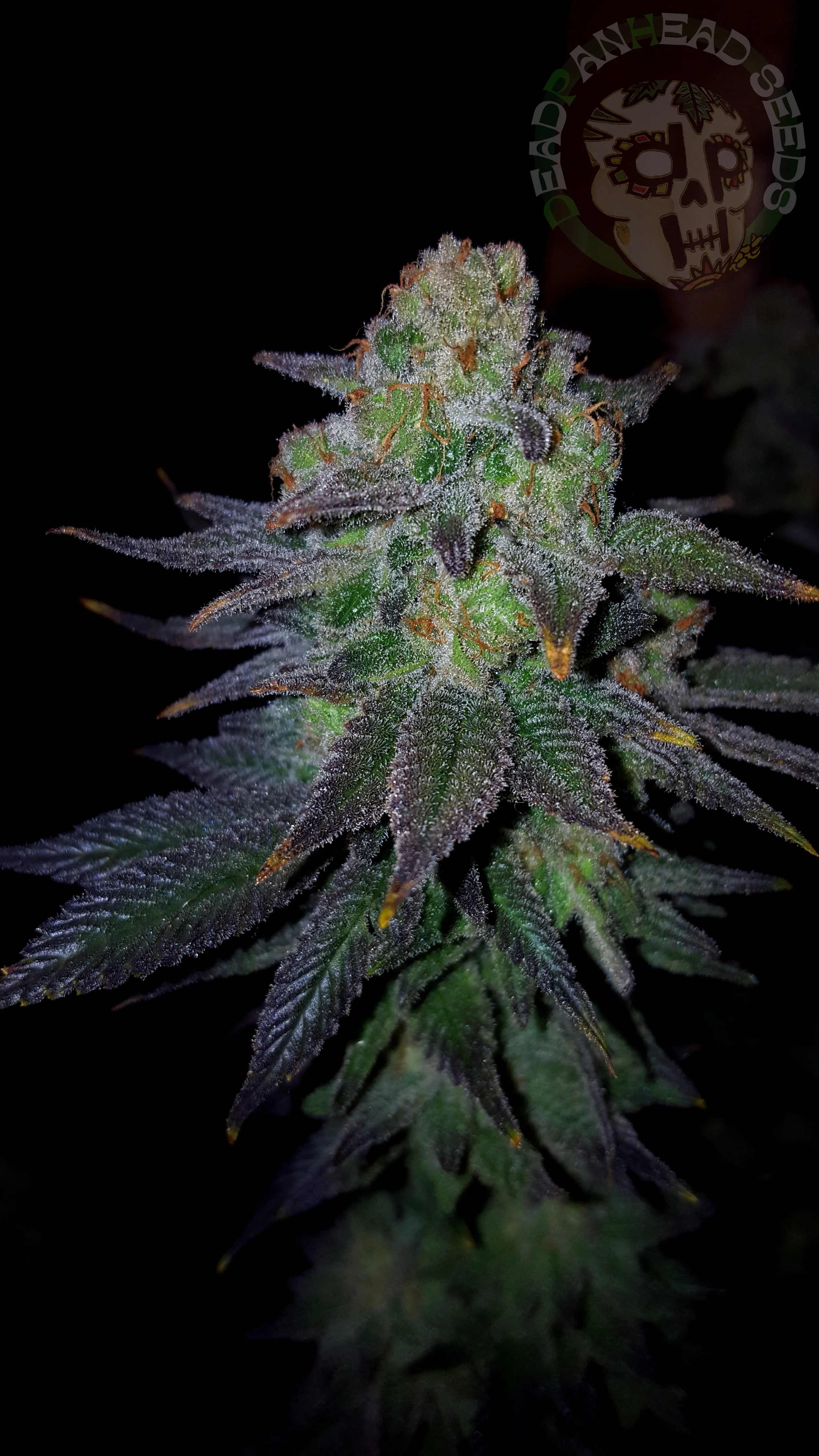 samsung SM-G920T1 5312x2988_003116.jpg