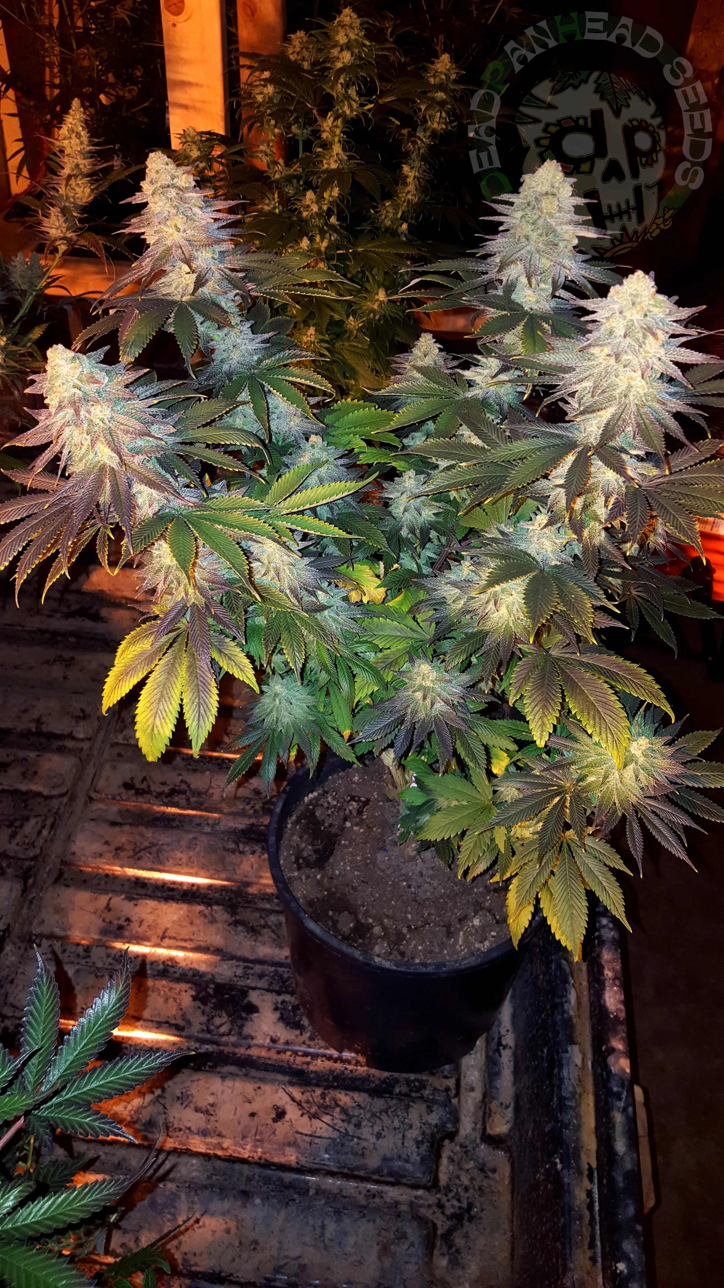 samsung SM-G920T1 5312x2988_000033.jpg