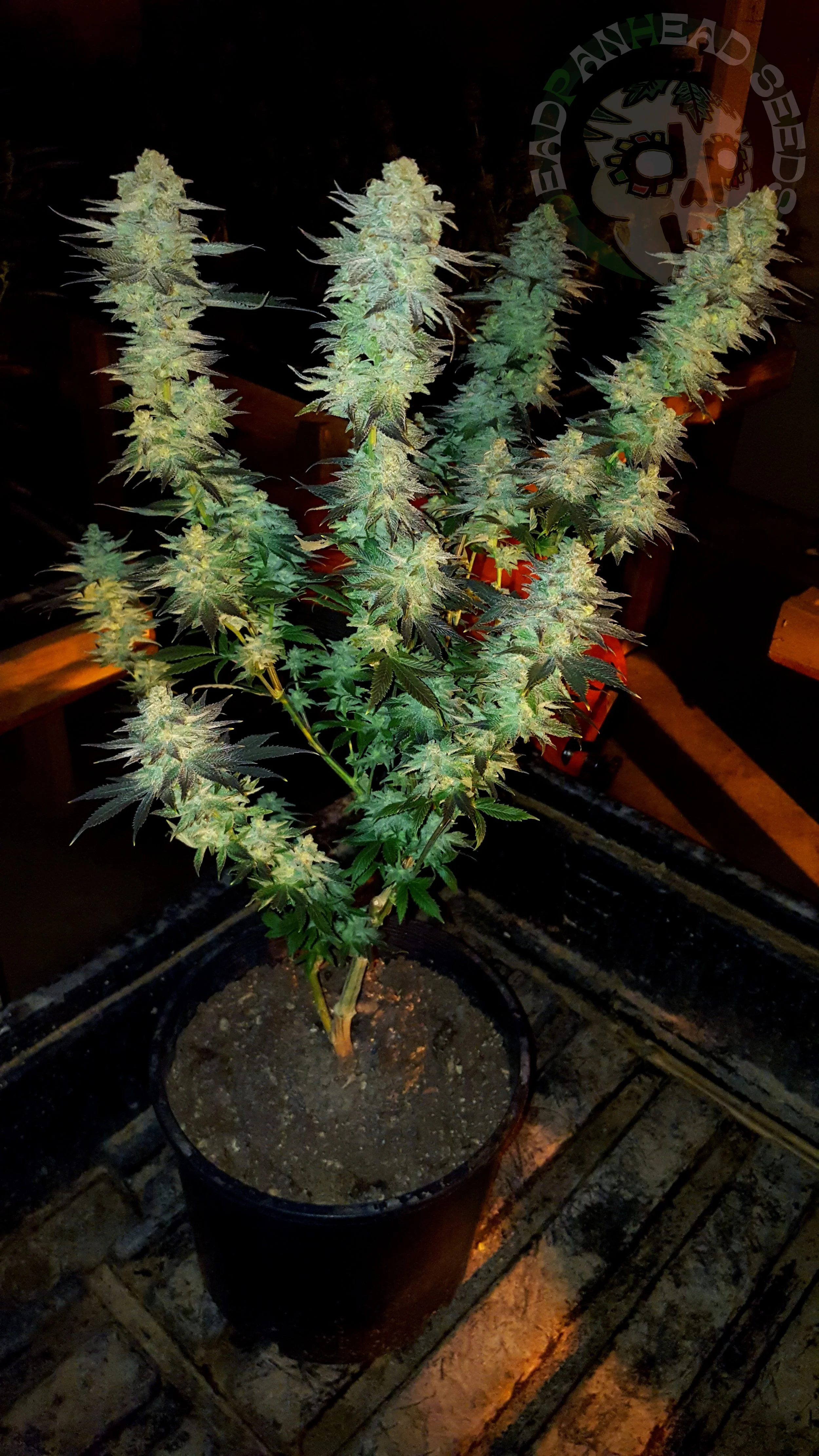 samsung SM-G920T1 5312x2988_003107.jpg