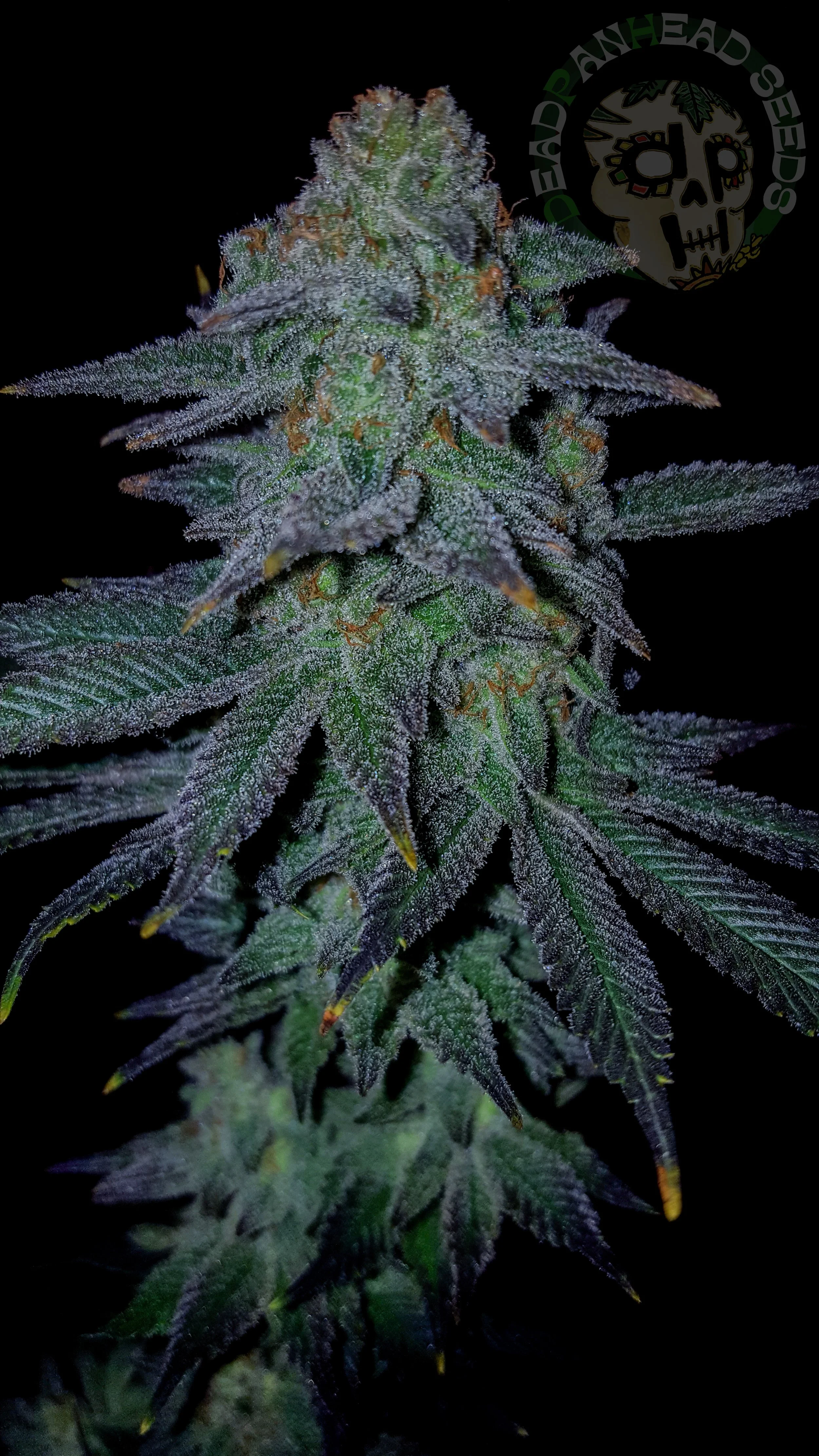 samsung SM-G920T1 5312x2988_003122.jpg