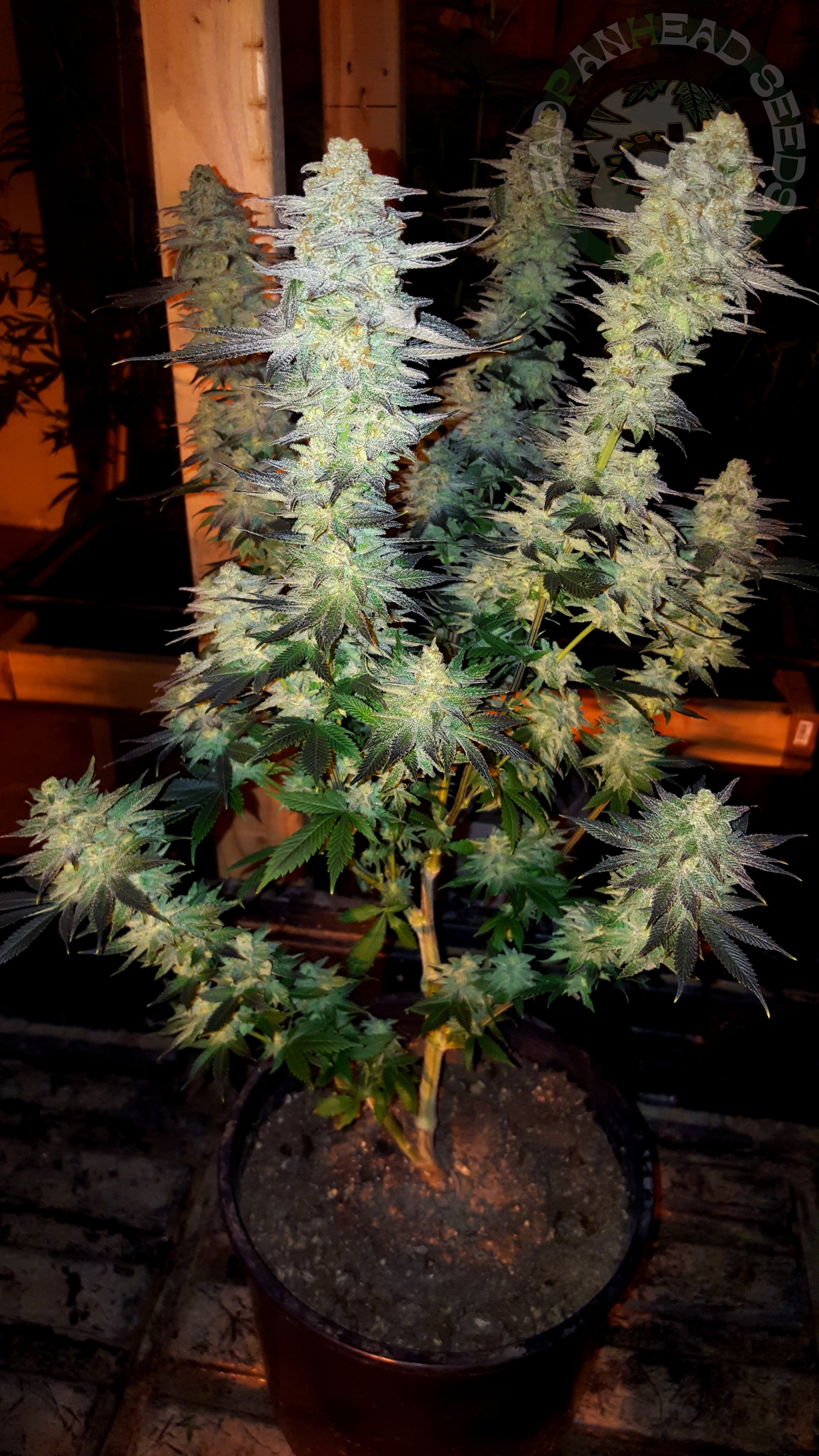 samsung SM-G920T1 5312x2988_006069.jpg