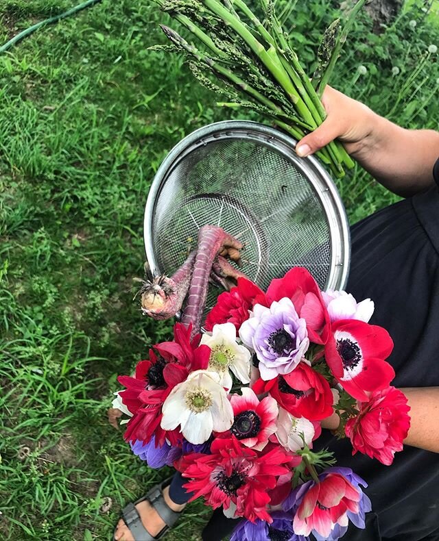 Snapshot of yesterday. Asparagus we forgot to pick that got very tall, anemones, and turkey legs. #buttonwoodhollowfarm #realfarming