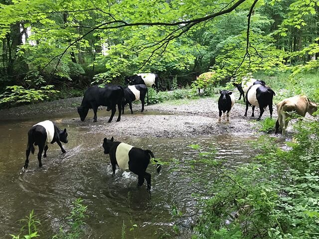 We drove the herd to the home farm through the woods and across the stream; about a mile walk with the help of two of our children. It was a gamble; we&rsquo;d never walked them that far and never forded a stream with them but somehow it went off wit