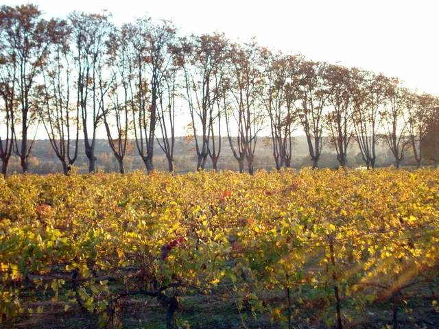 Uzes Countryside