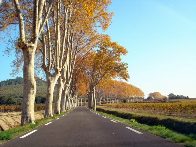 Autumn Trees, Uzes