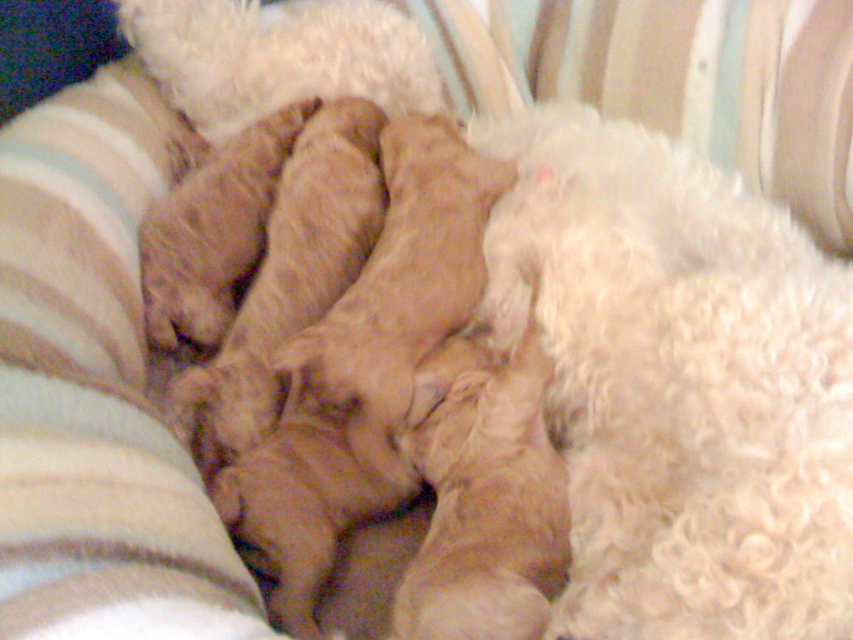 Puppies 3 Days Old - Nothing like Learning to Share