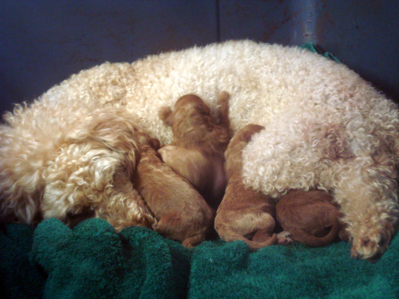 Pantoufle's Puppies - French Poodles