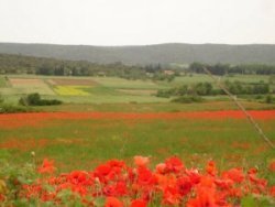 Fields of Poppies in the Springtime