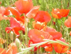 Red Poppies in the Springtime