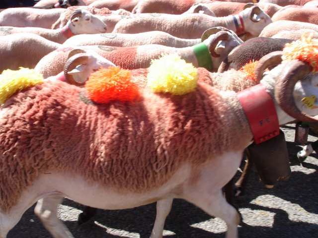Sheep going to Market 