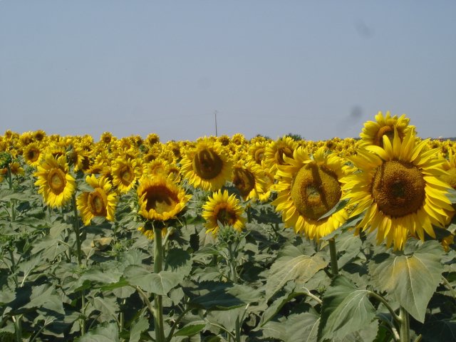 Sunflowers