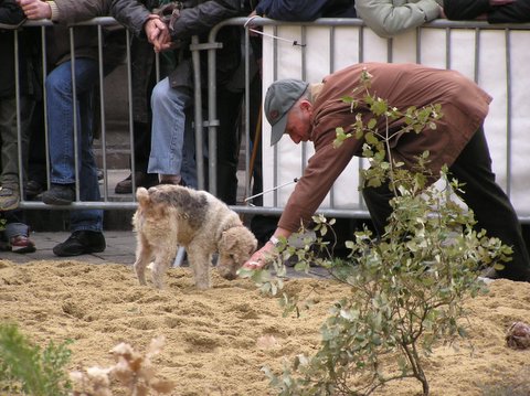 Truffle Hunting in Uzes