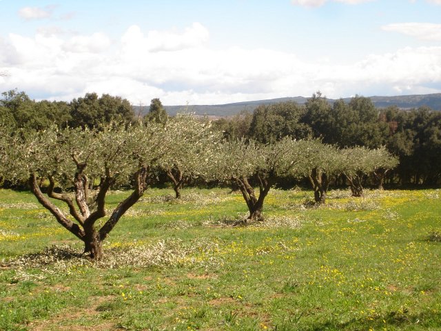 Olive Trees, Uzes, France