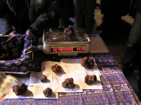 Truffles @ 100 Euro a Kilo