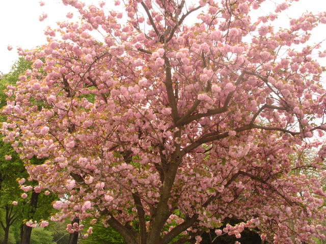 Spring Flowers, Uzes