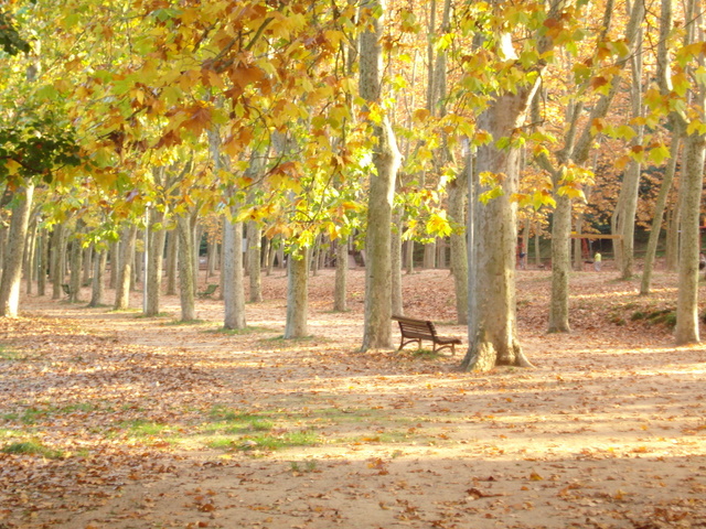 Autumn in the Park