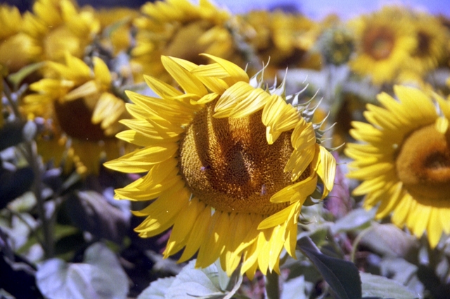 photo sunflower.jpg