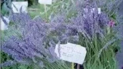 lavendar.jpg