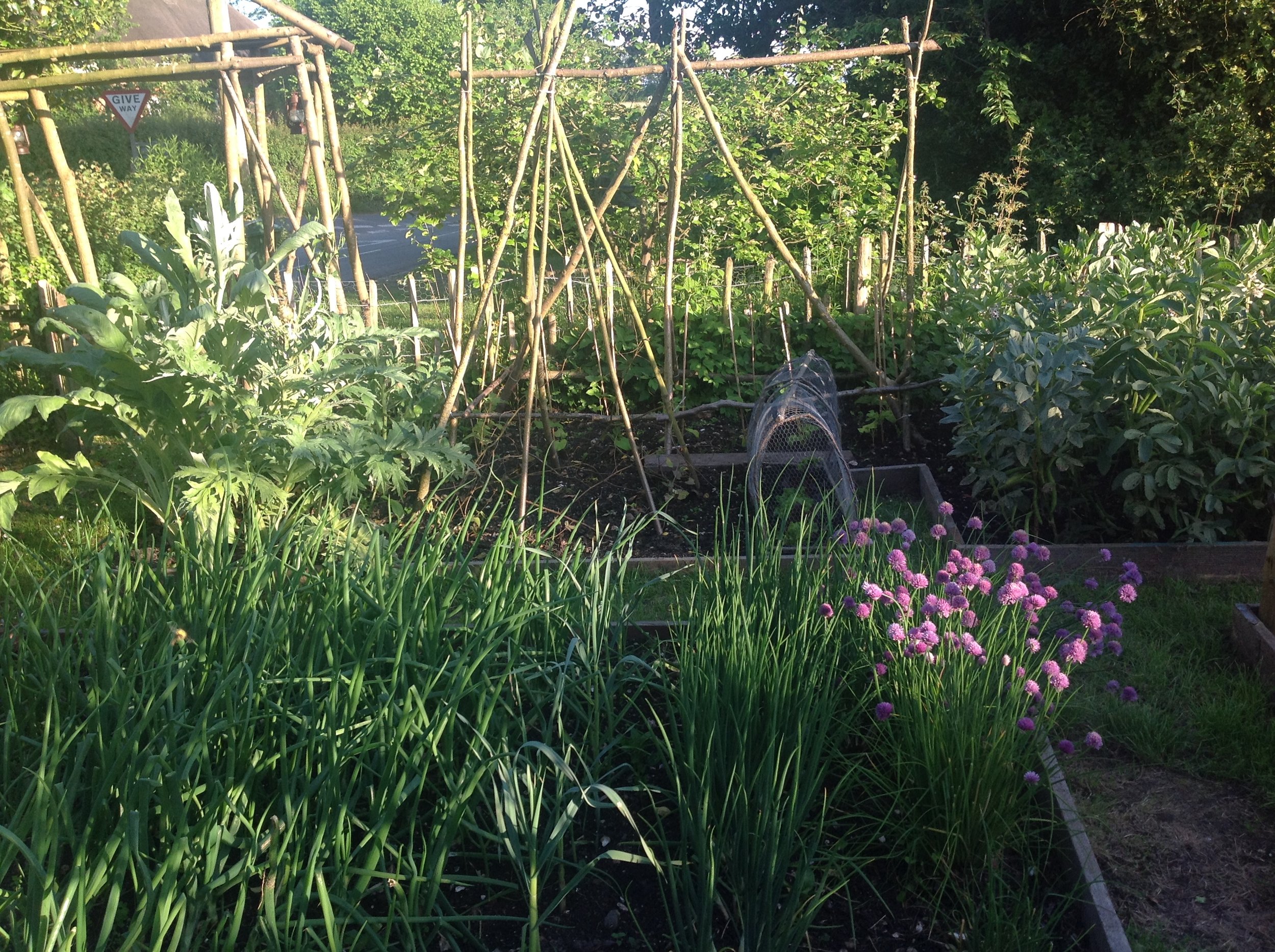 vegetable-patch.jpeg
