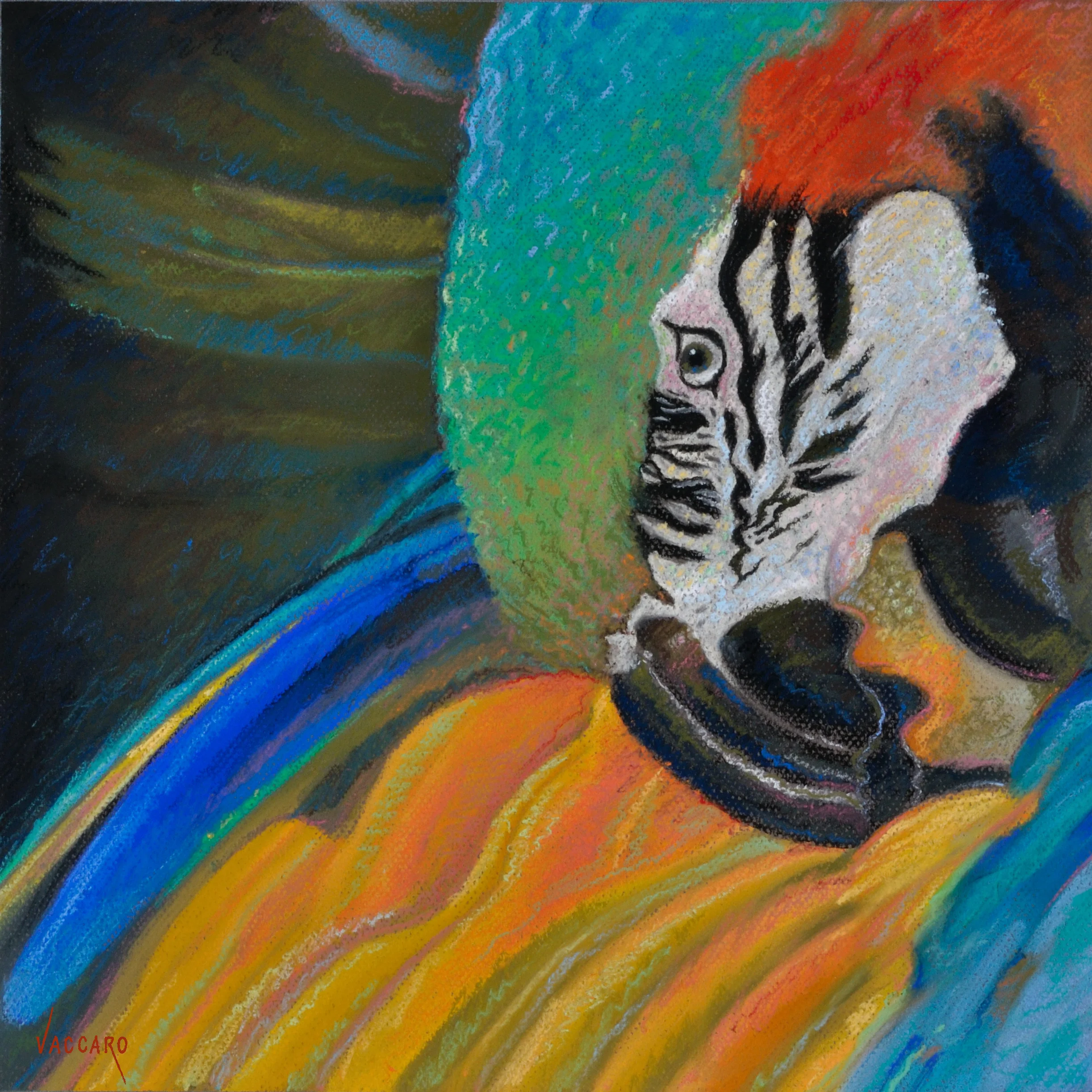 Multicolor Macaw_003.JPG