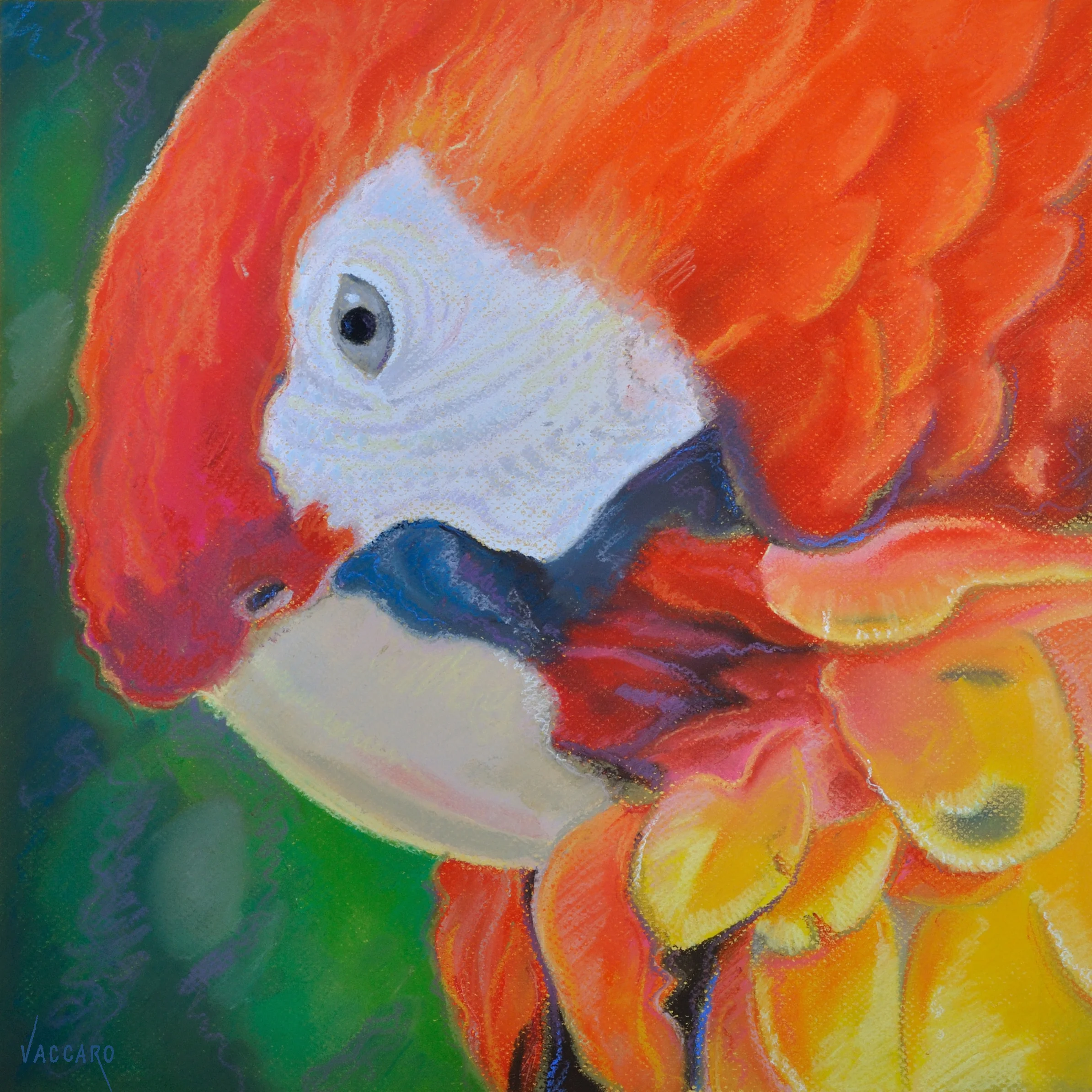 Red Macaw_001.JPG