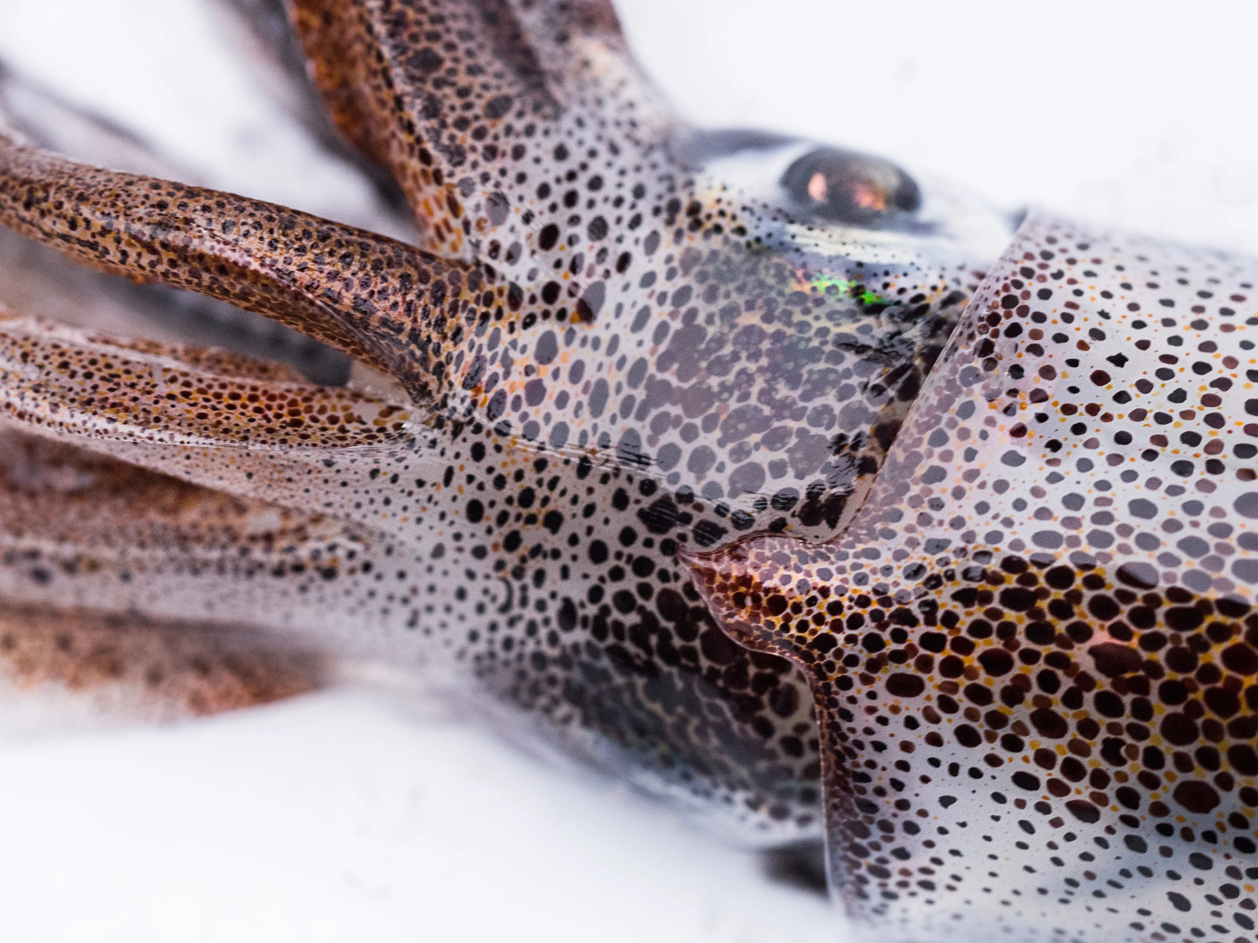 Chromatophores