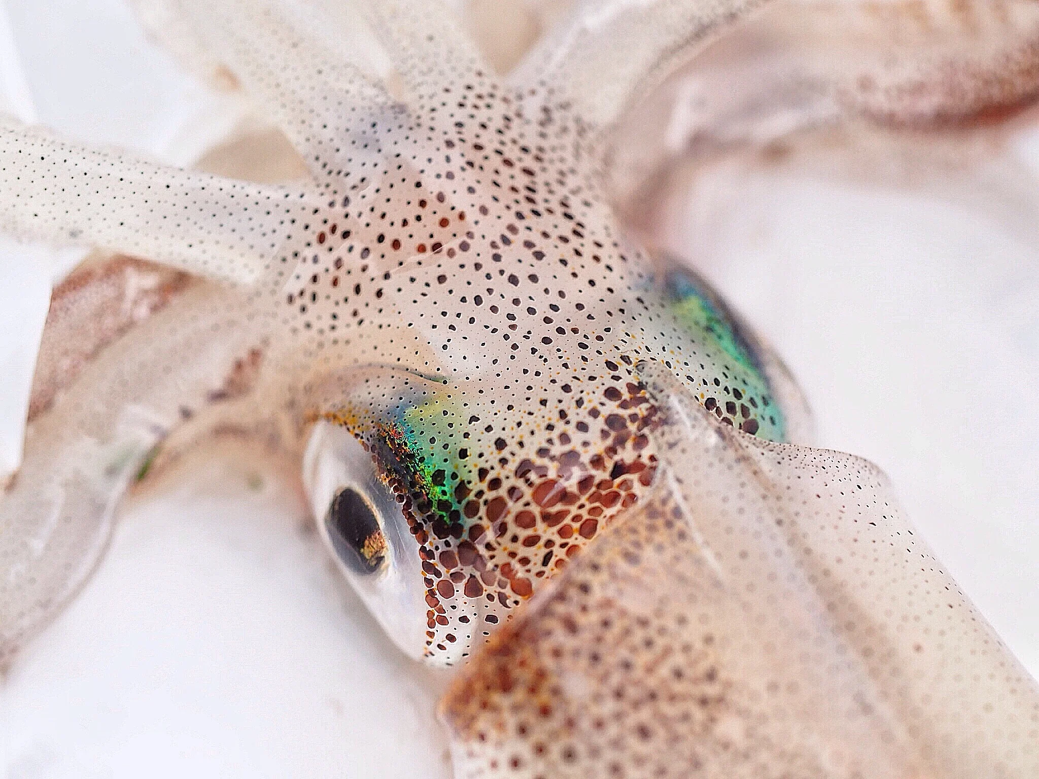 Opalescent Squid