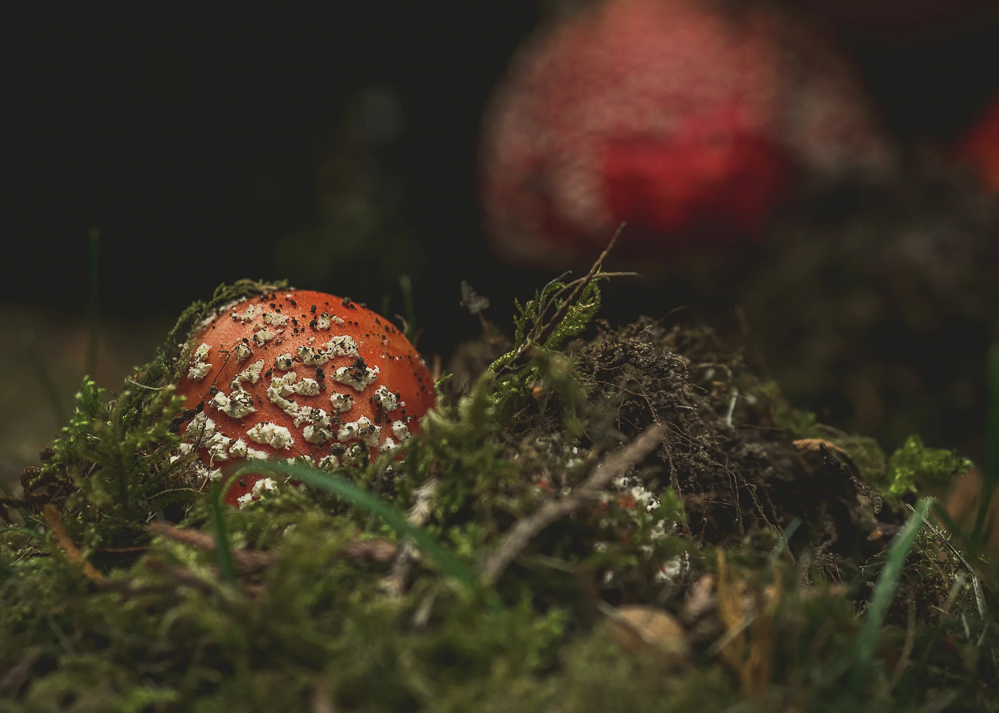 Amanitas rising