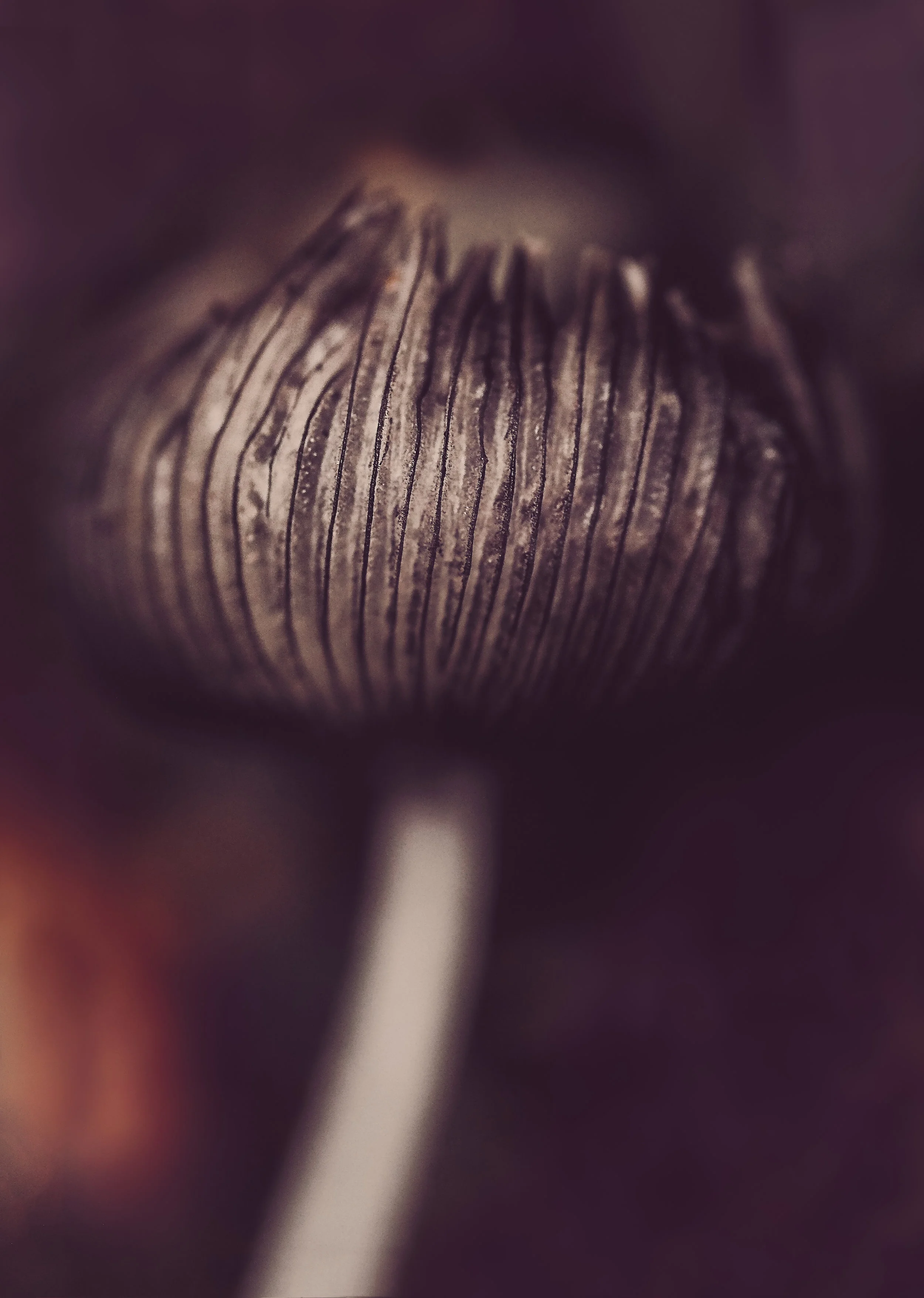 Inky Cap #1