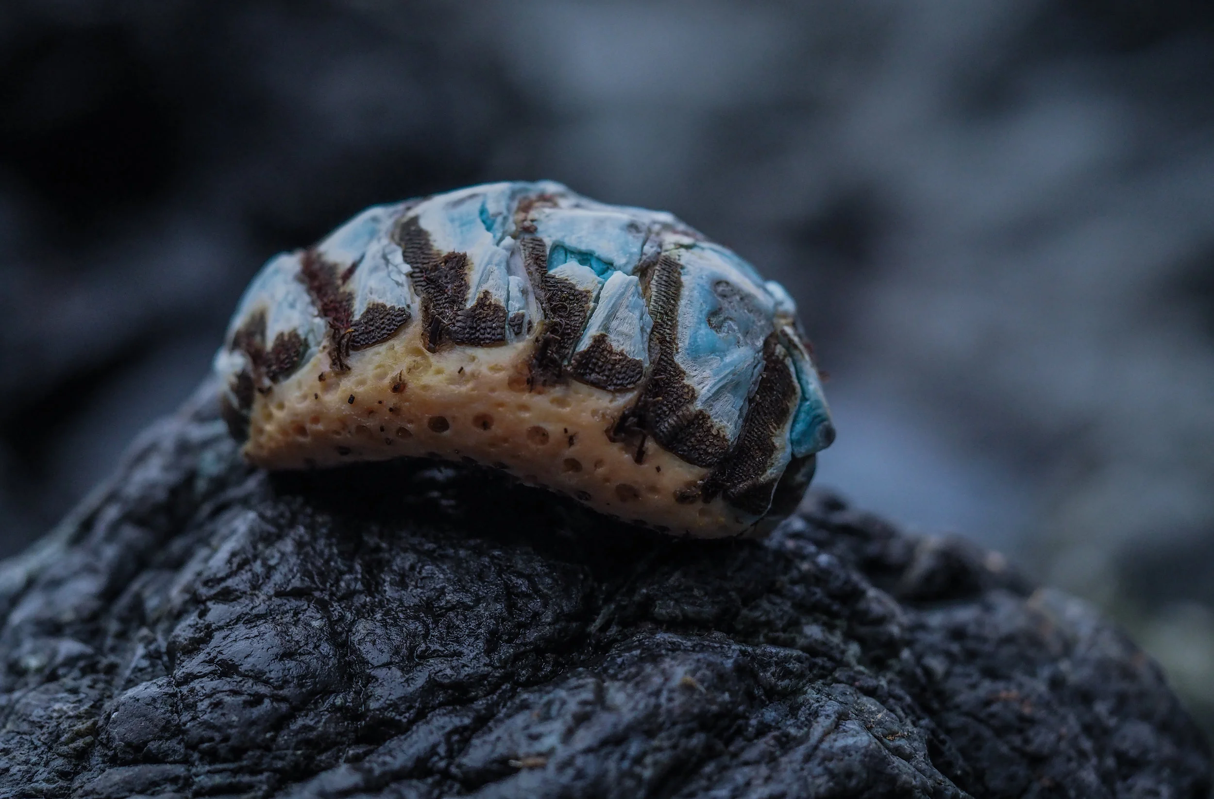Chiton remains