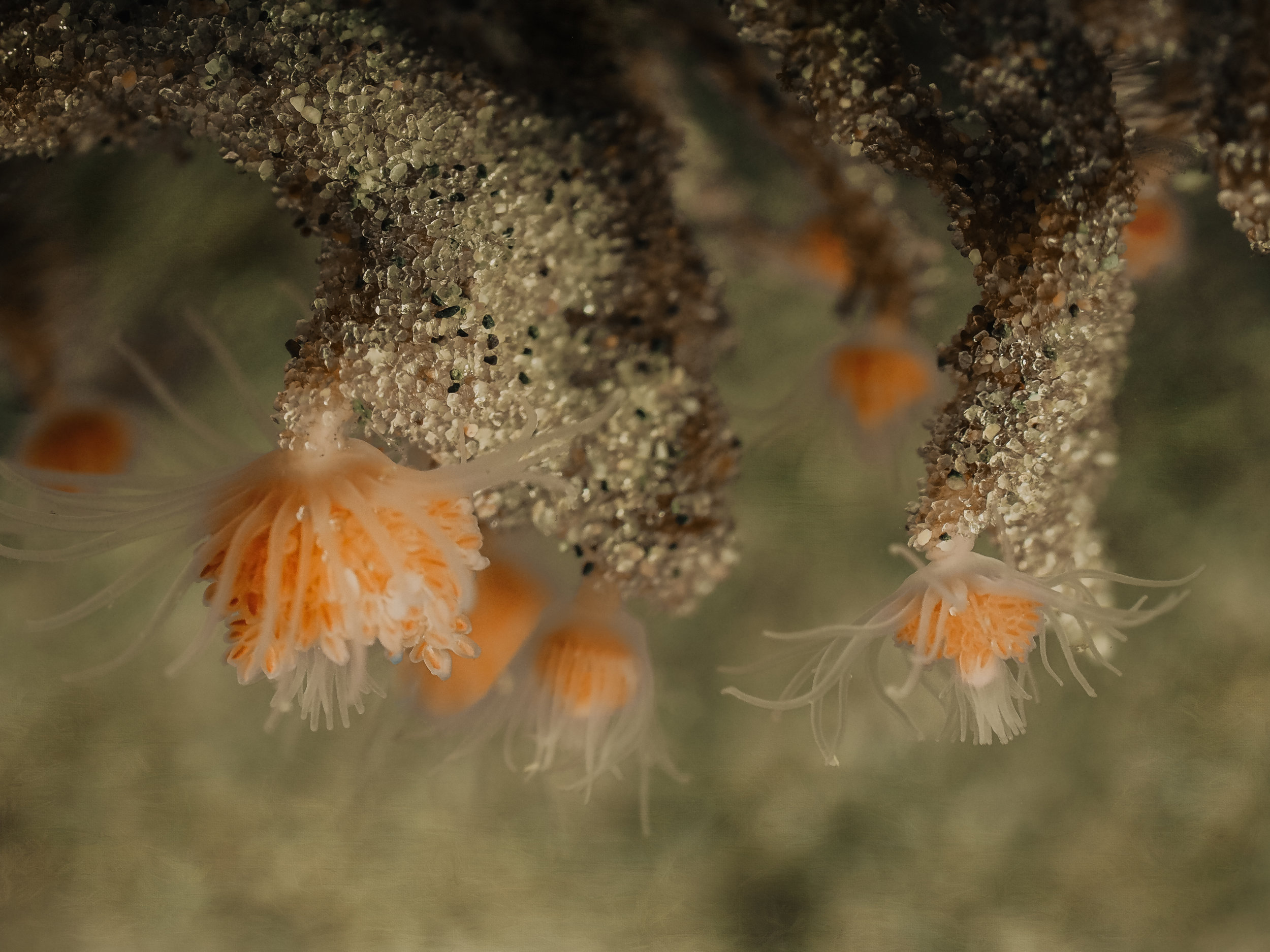   Pink Tufted Hydroids  