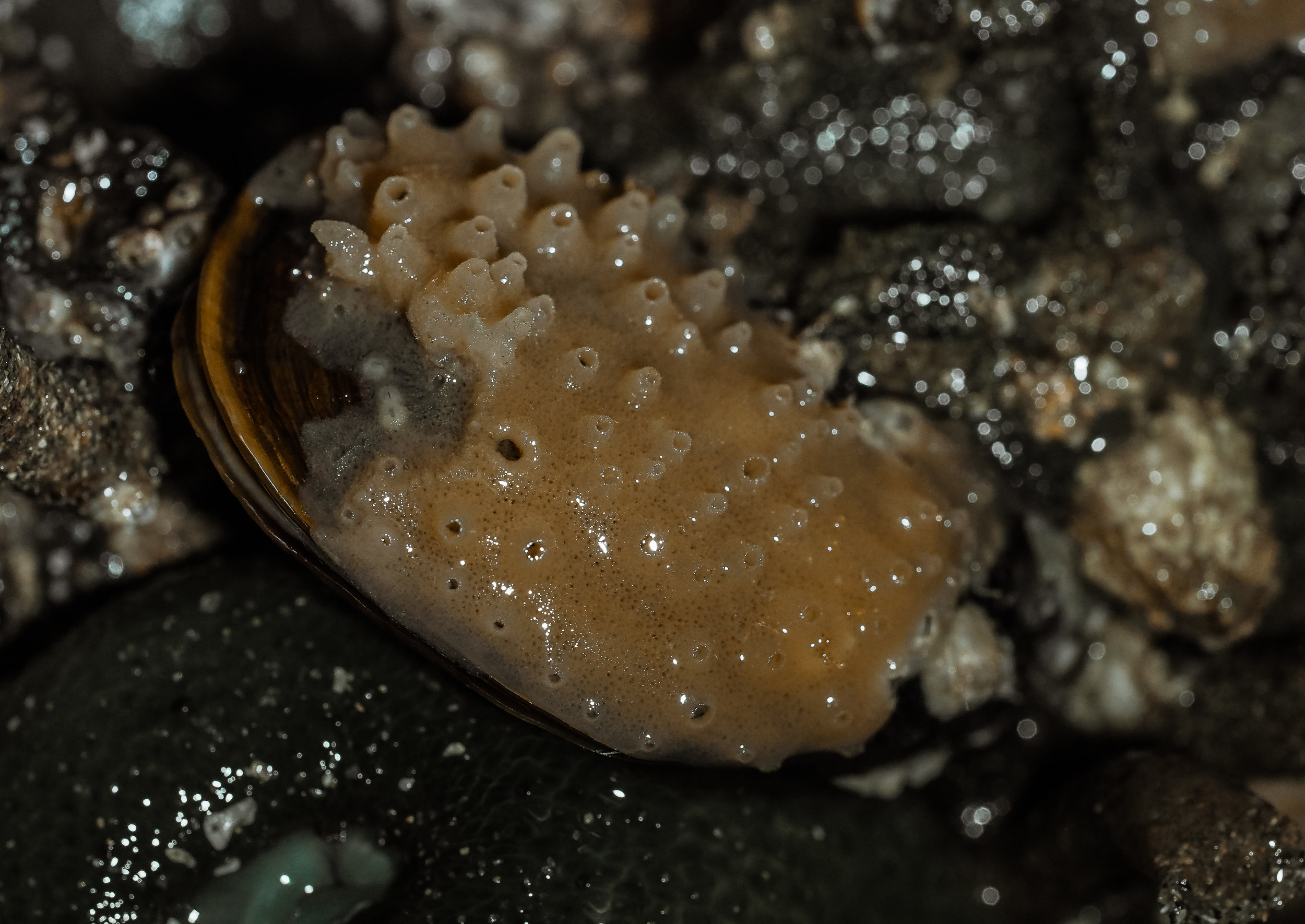   Sponge on mussel shell  