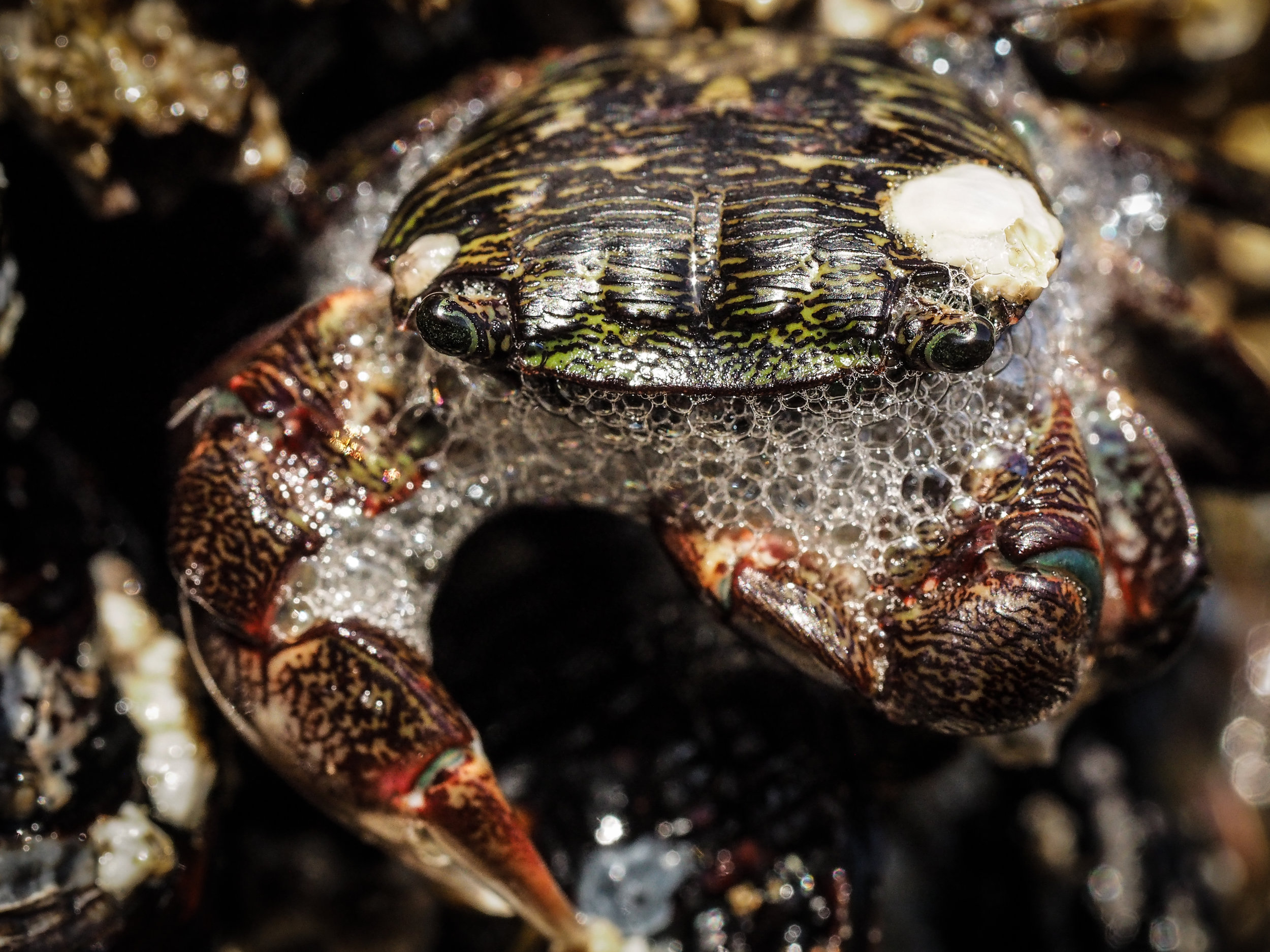  Striped Shore Crab 