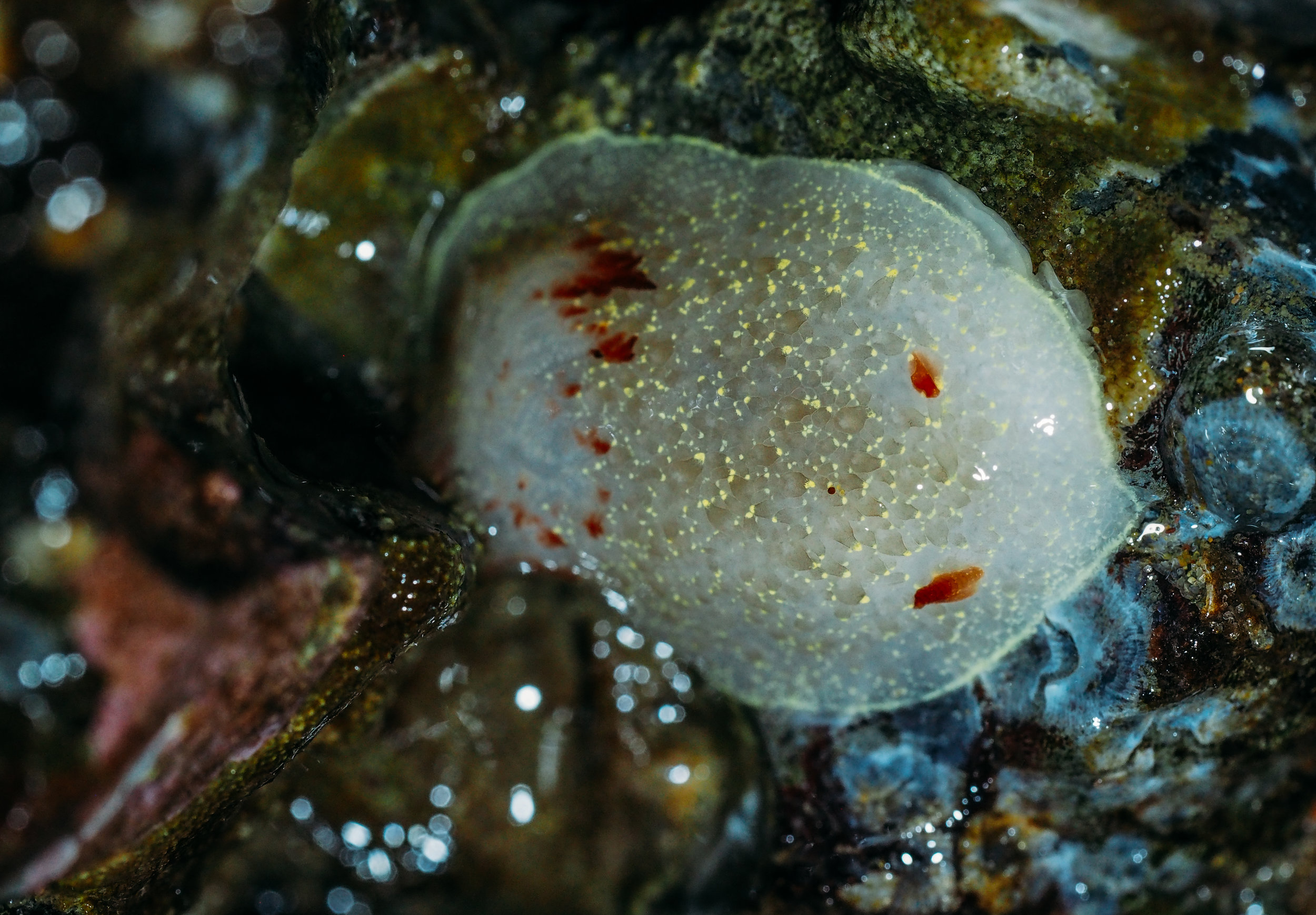   Rufus tipped nudibranch  