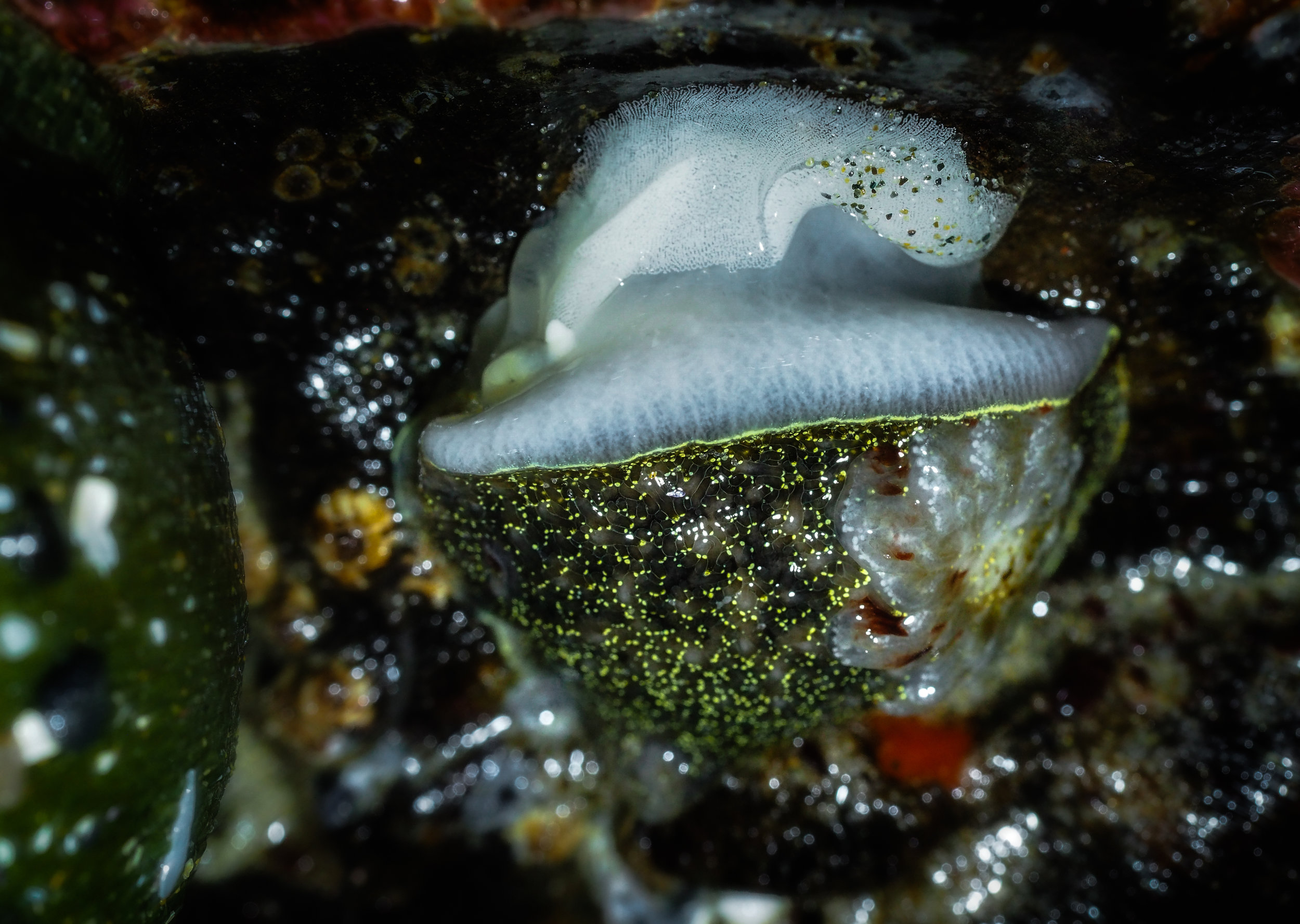 Rufus tipped nudibranch laying eggs
