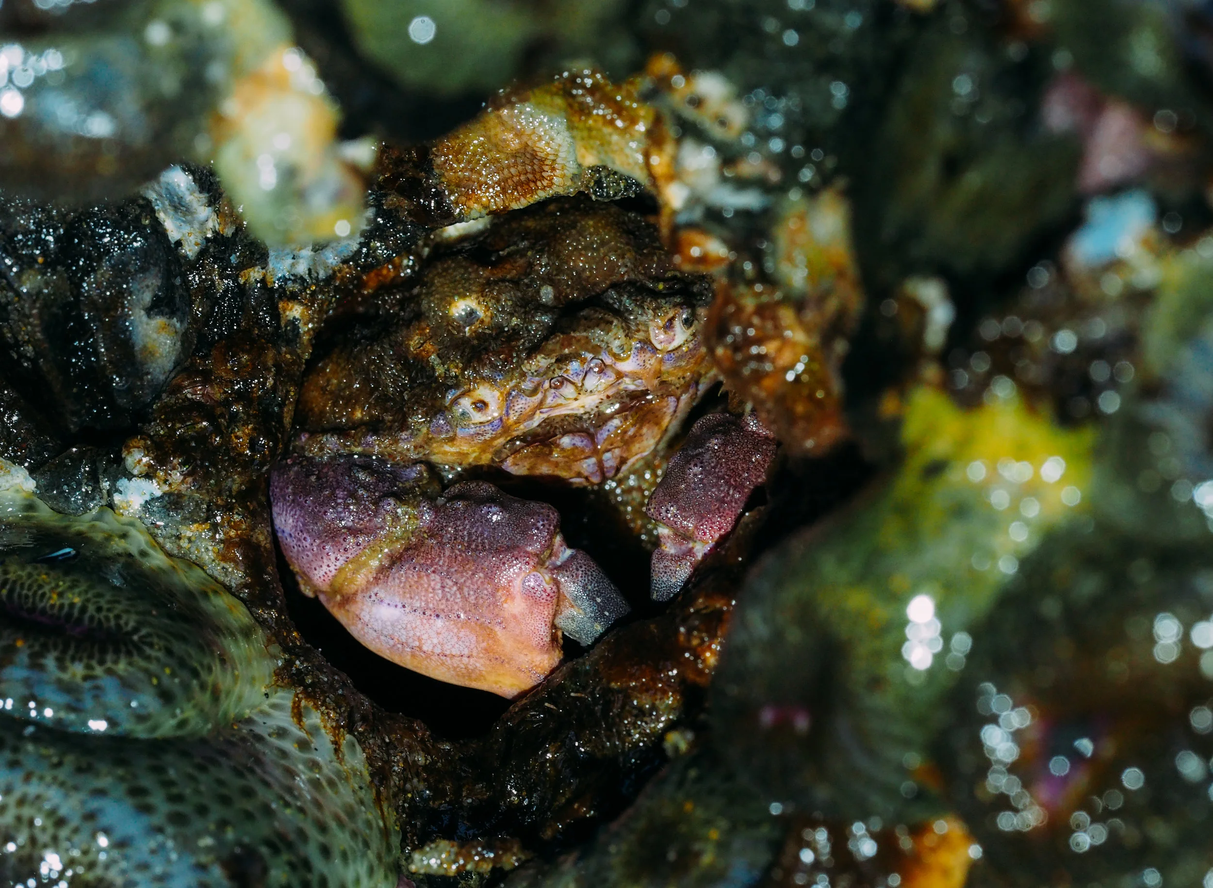 Pygmy rock crab