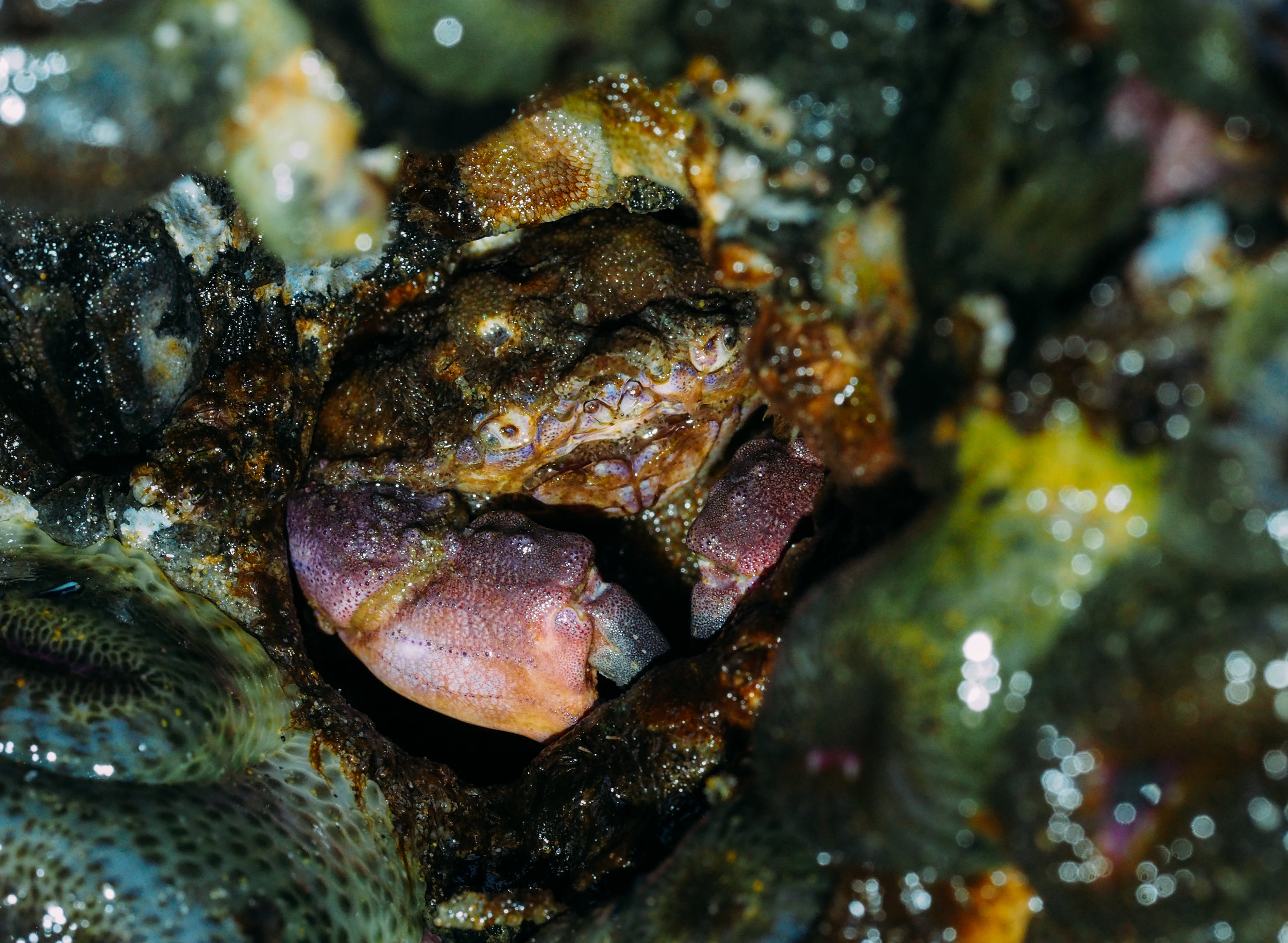   Pygmy rock crab  