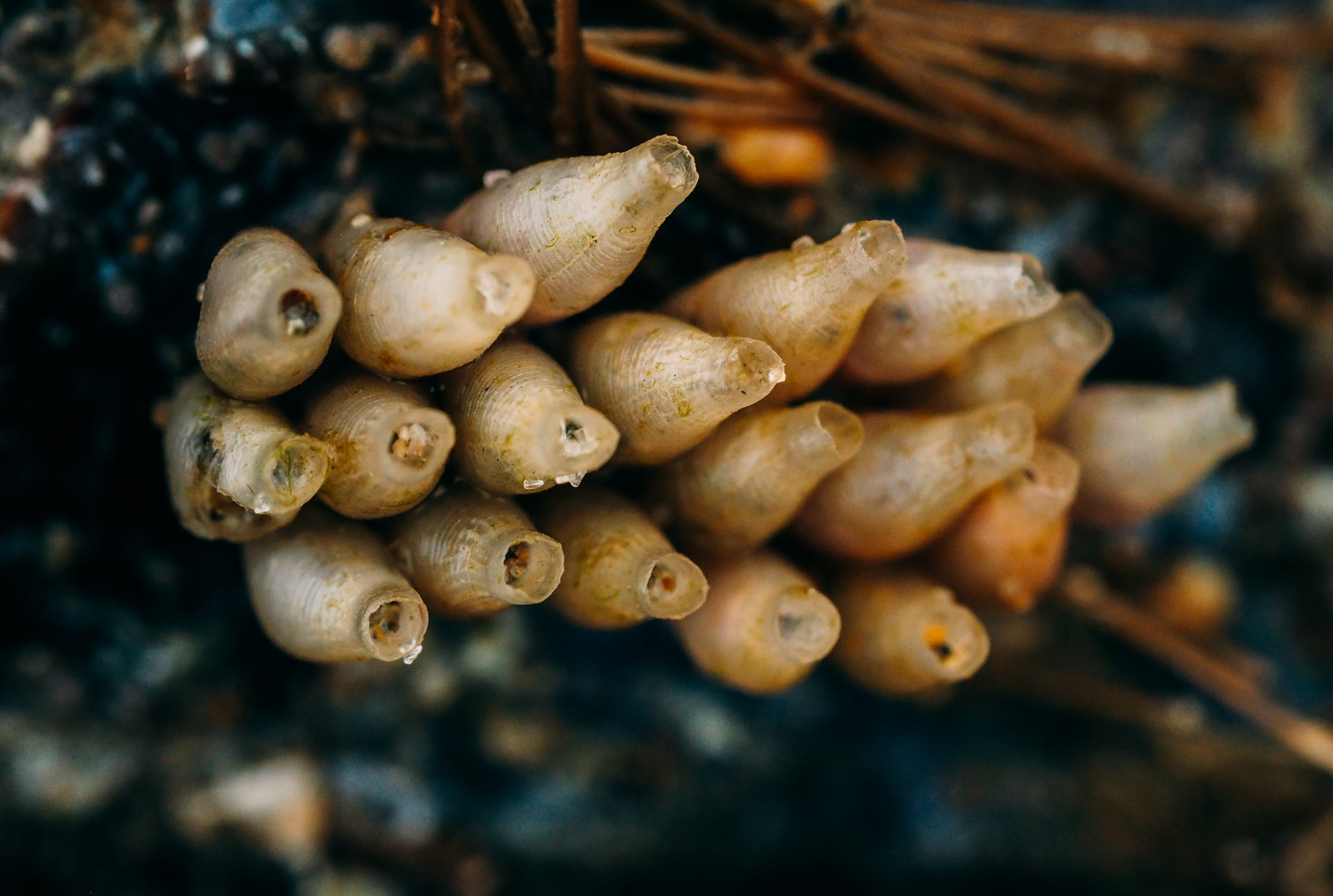   Whelk eggs  