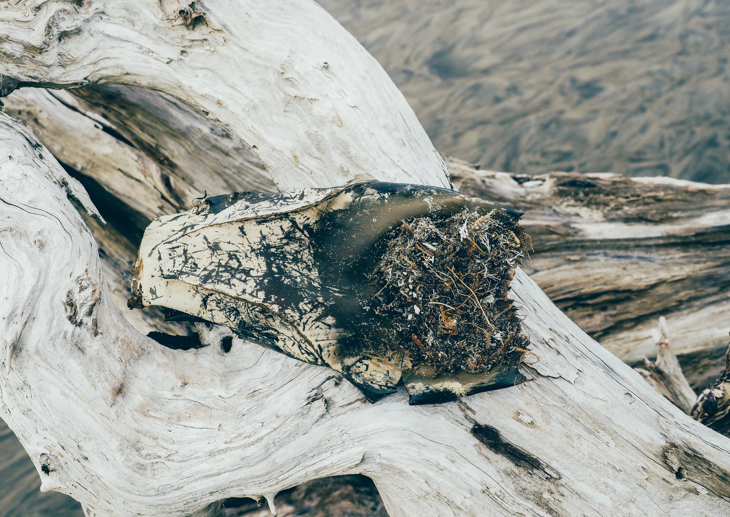 Big Skate Egg Case