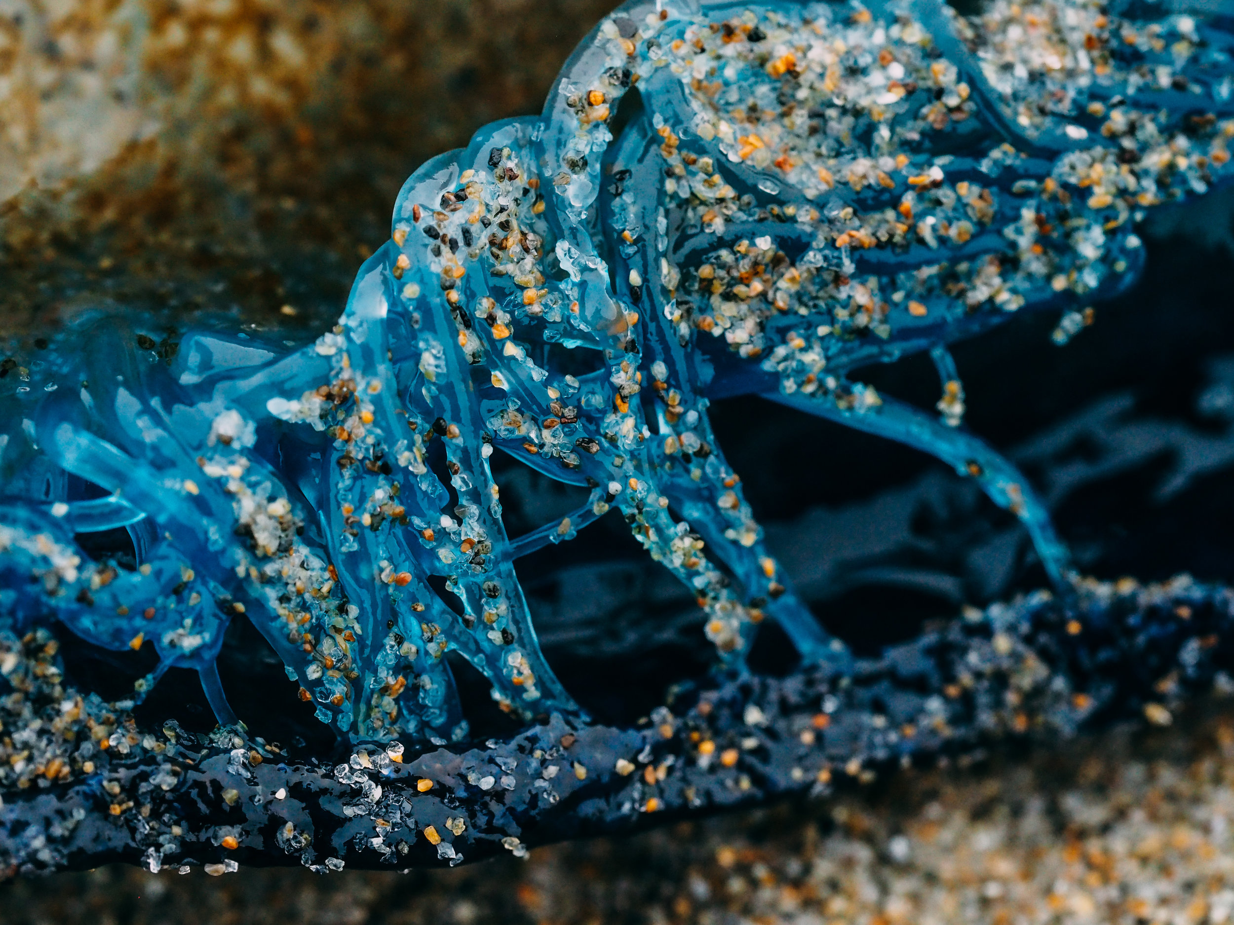   Velella velella  