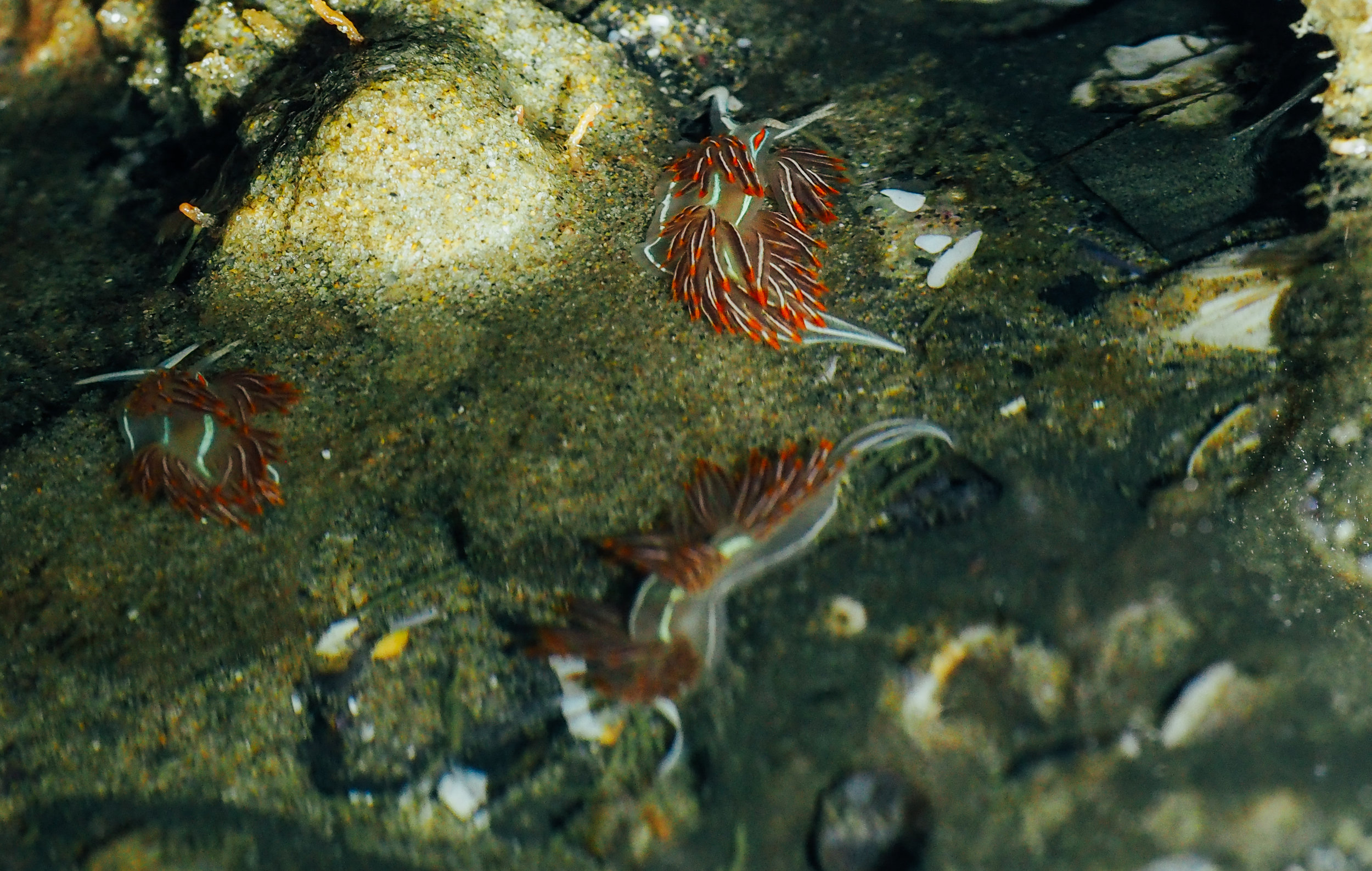   Opalescent nudibranch party  