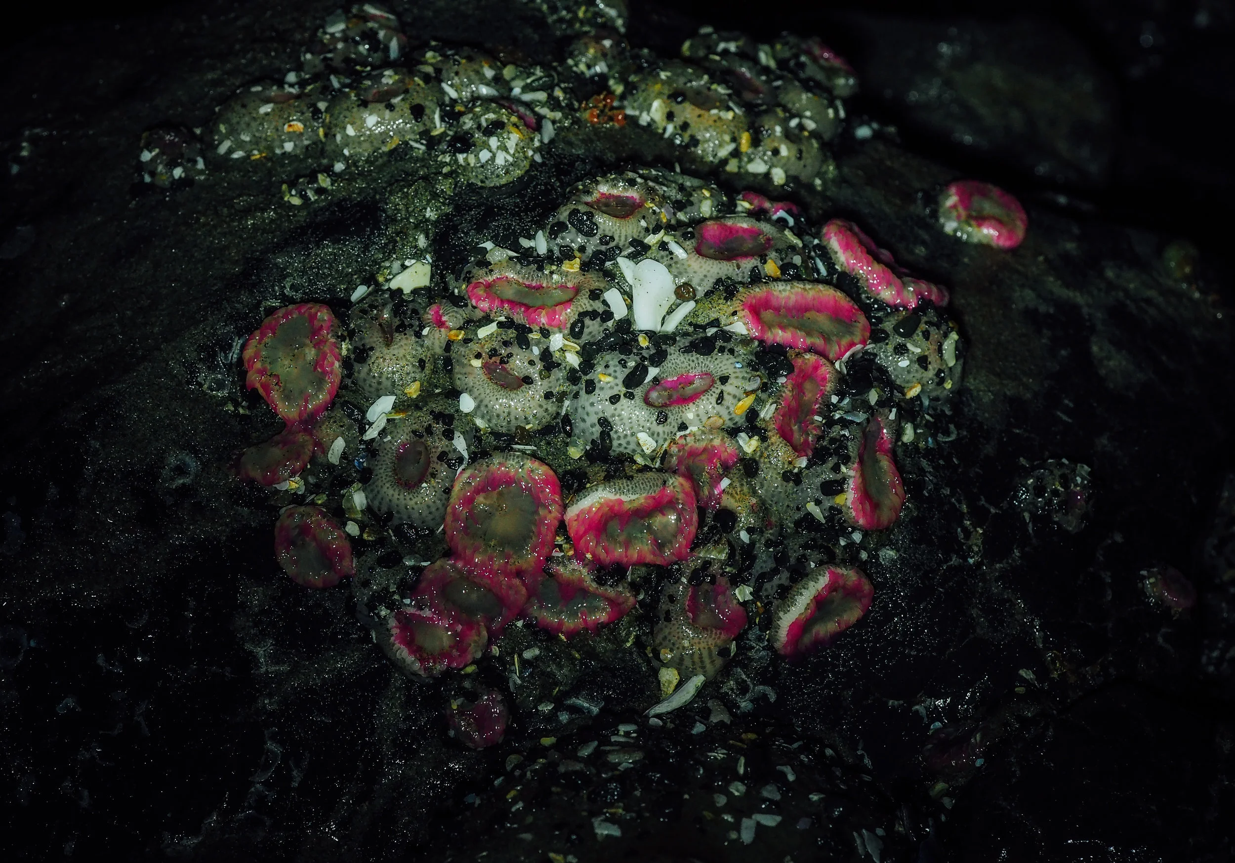 Aggregating anemones at night