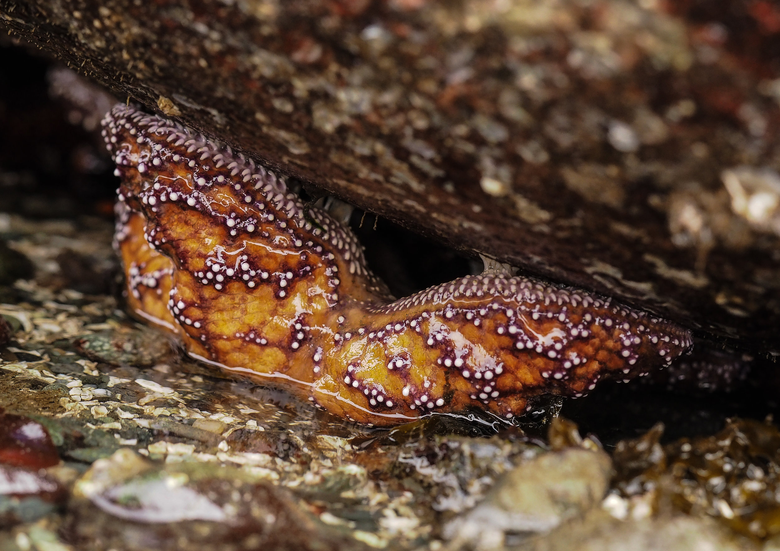   Ochre Star-Constellation Beach  