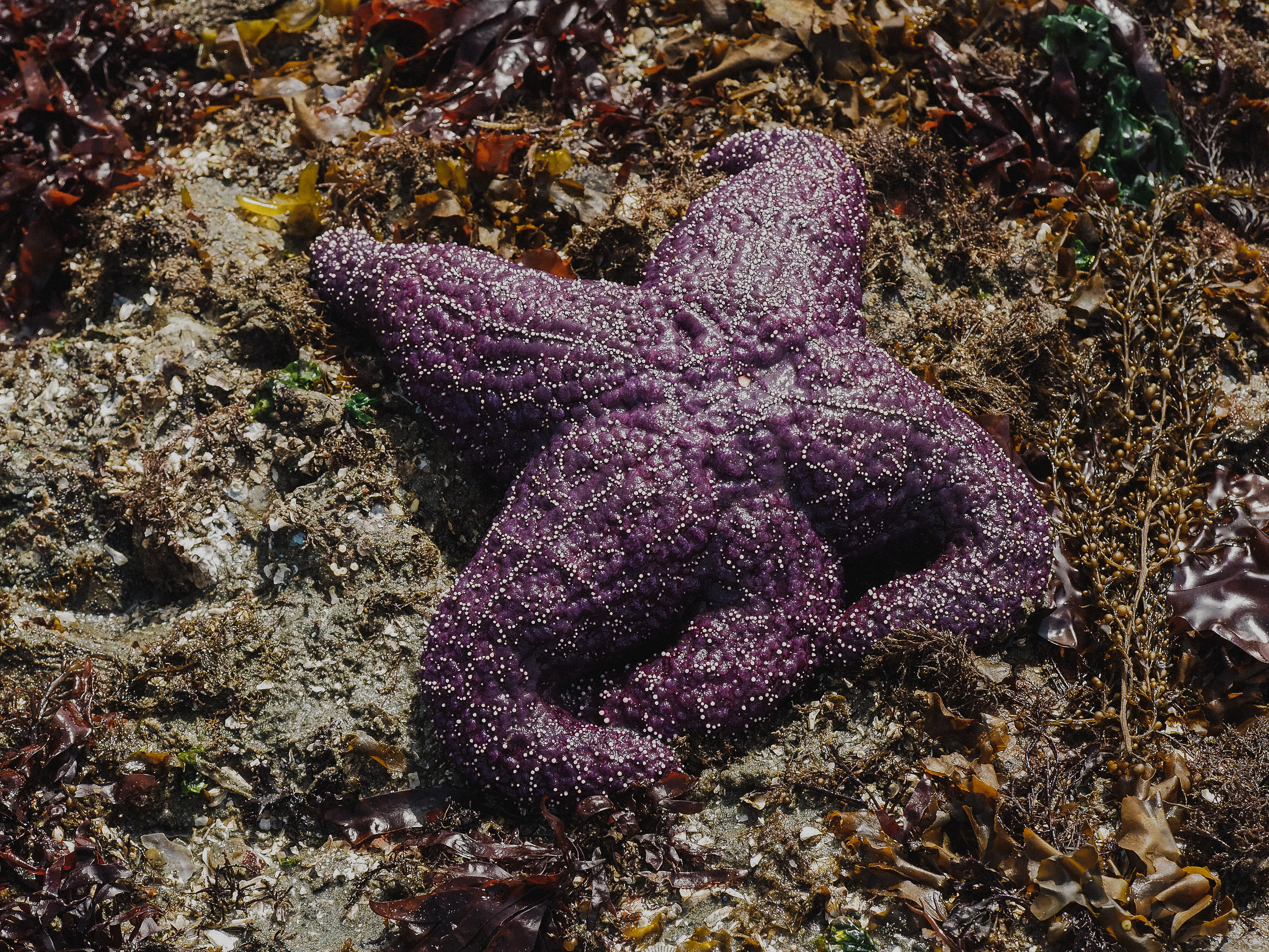   Purple ochre star- Constellation Beach  