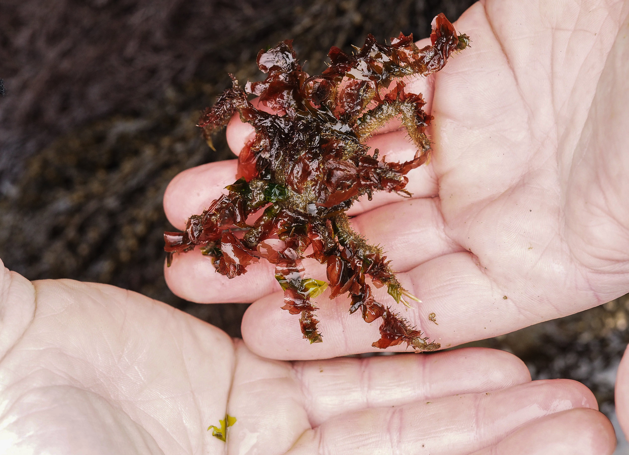   Decorator crab-Constellation Beach  