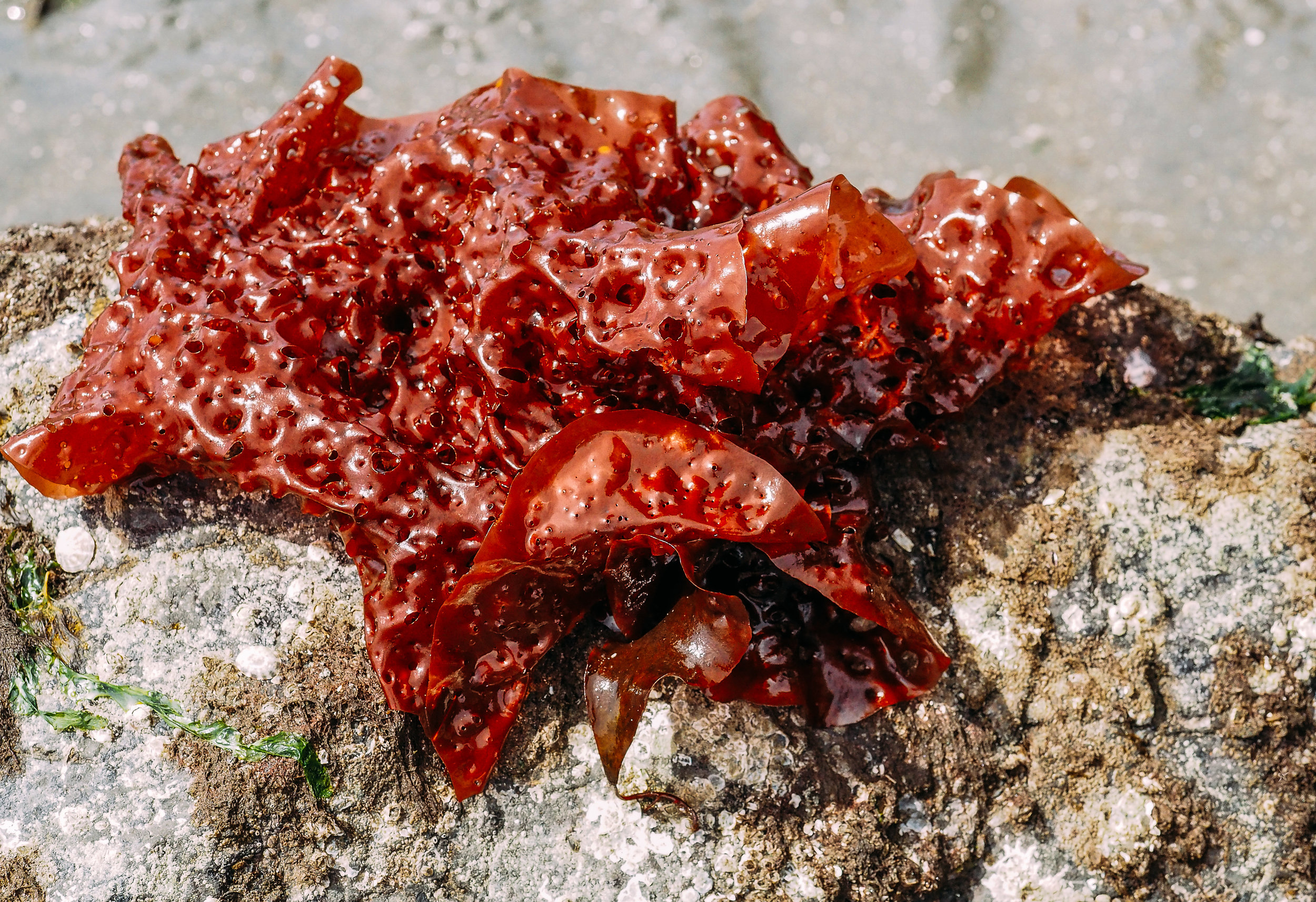   Red eyelet silk seaweed-Constellation Beach  